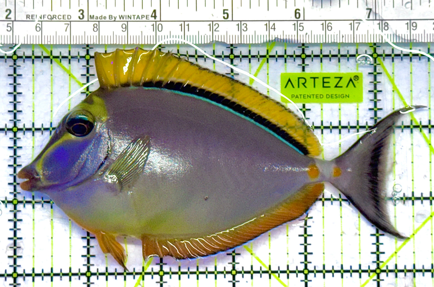 Blonde Naso Tang (Maldives Special Grade) NT041301 WYSIWYG Size: L 5.5" approx