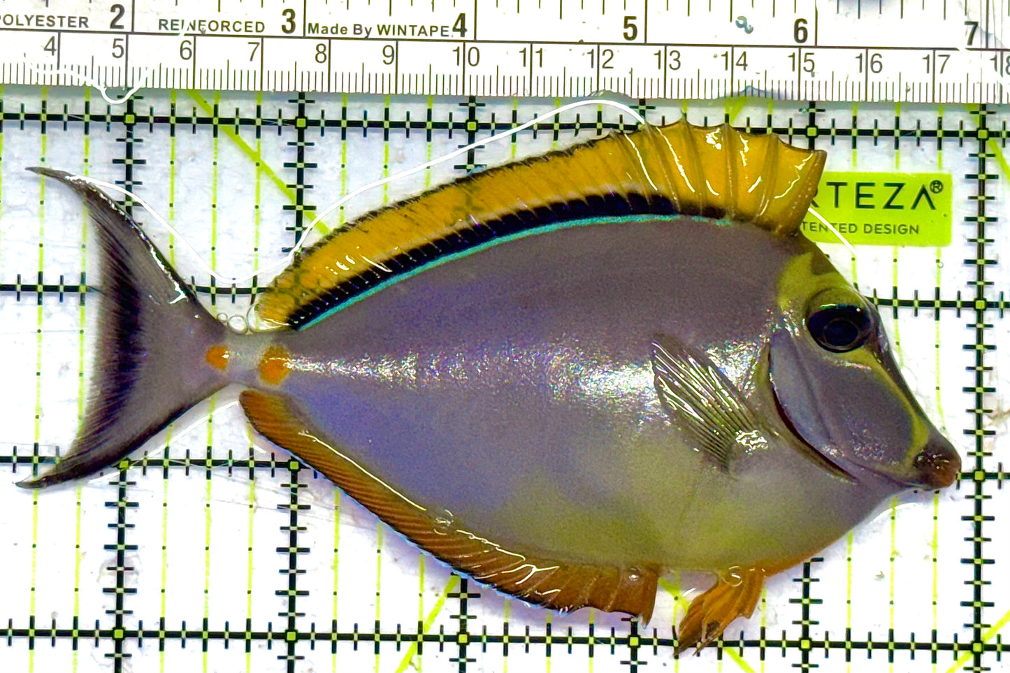 Blonde Naso Tang (Maldives Special Grade) NT041301 WYSIWYG Size: L 5.5" approx