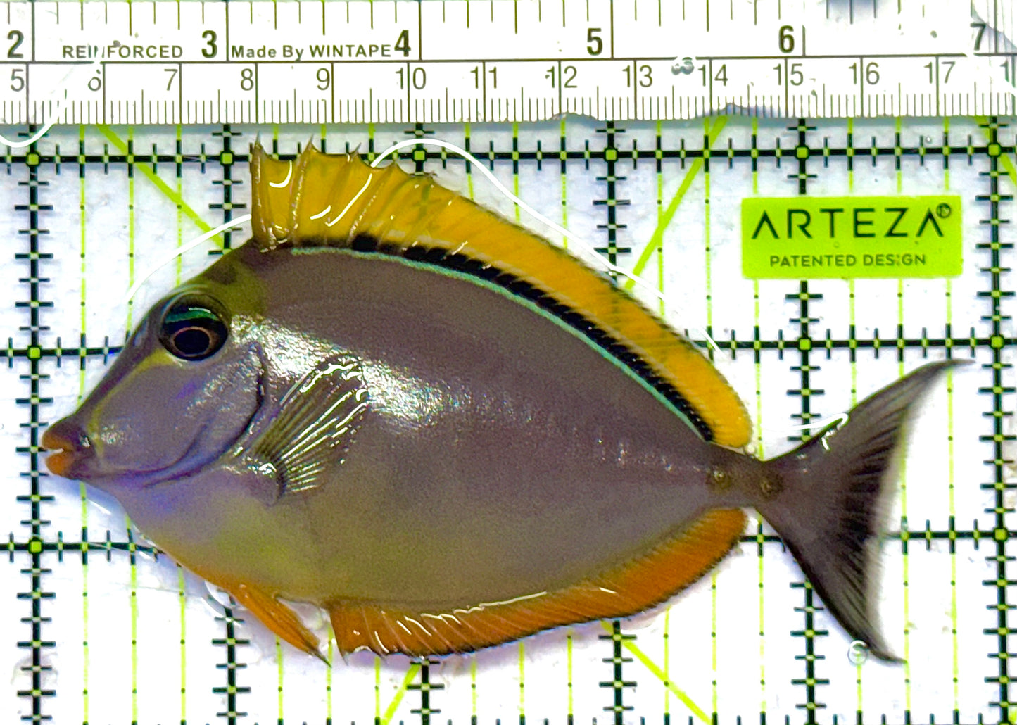 Blonde Naso Tang (Maldives Special Grade) NT041302 WYSIWYG Size: L 5" approx