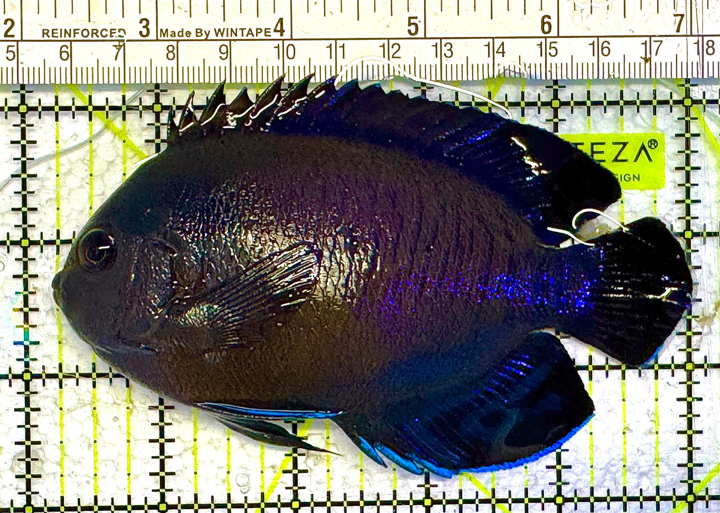 Blue Fin Angelfish (Maldives) BFA041301 WYSIWYG Size: XXL/SHOW 4.75" approx