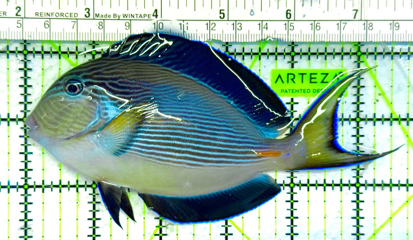 Sohal Tang (Red Sea) ST041302 WYSIWYG Size: L 5.75" approx