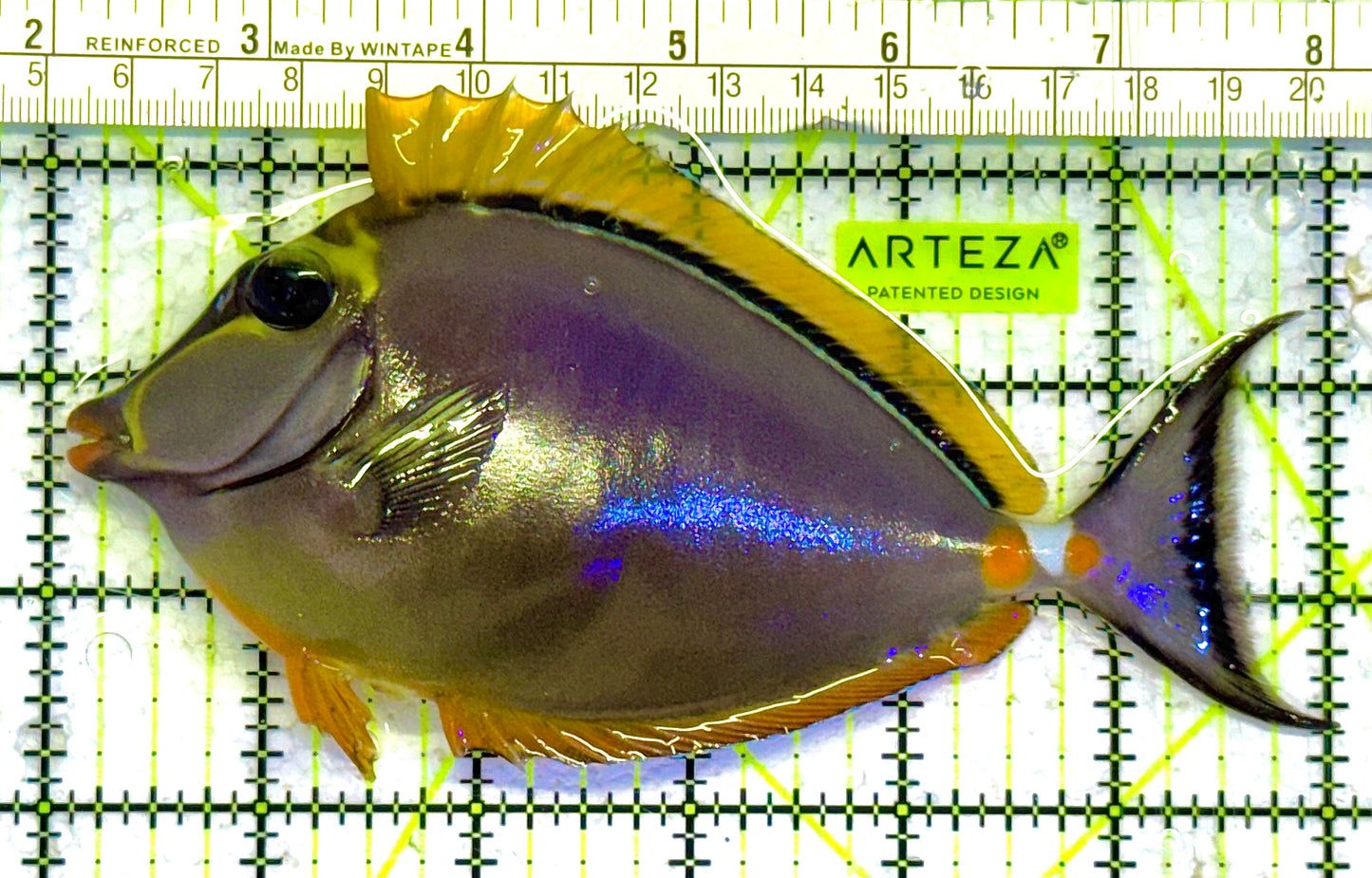 Blonde Naso Tang (Maldives Special Grade) NT041303 WYSIWYG Size: L 6" approx