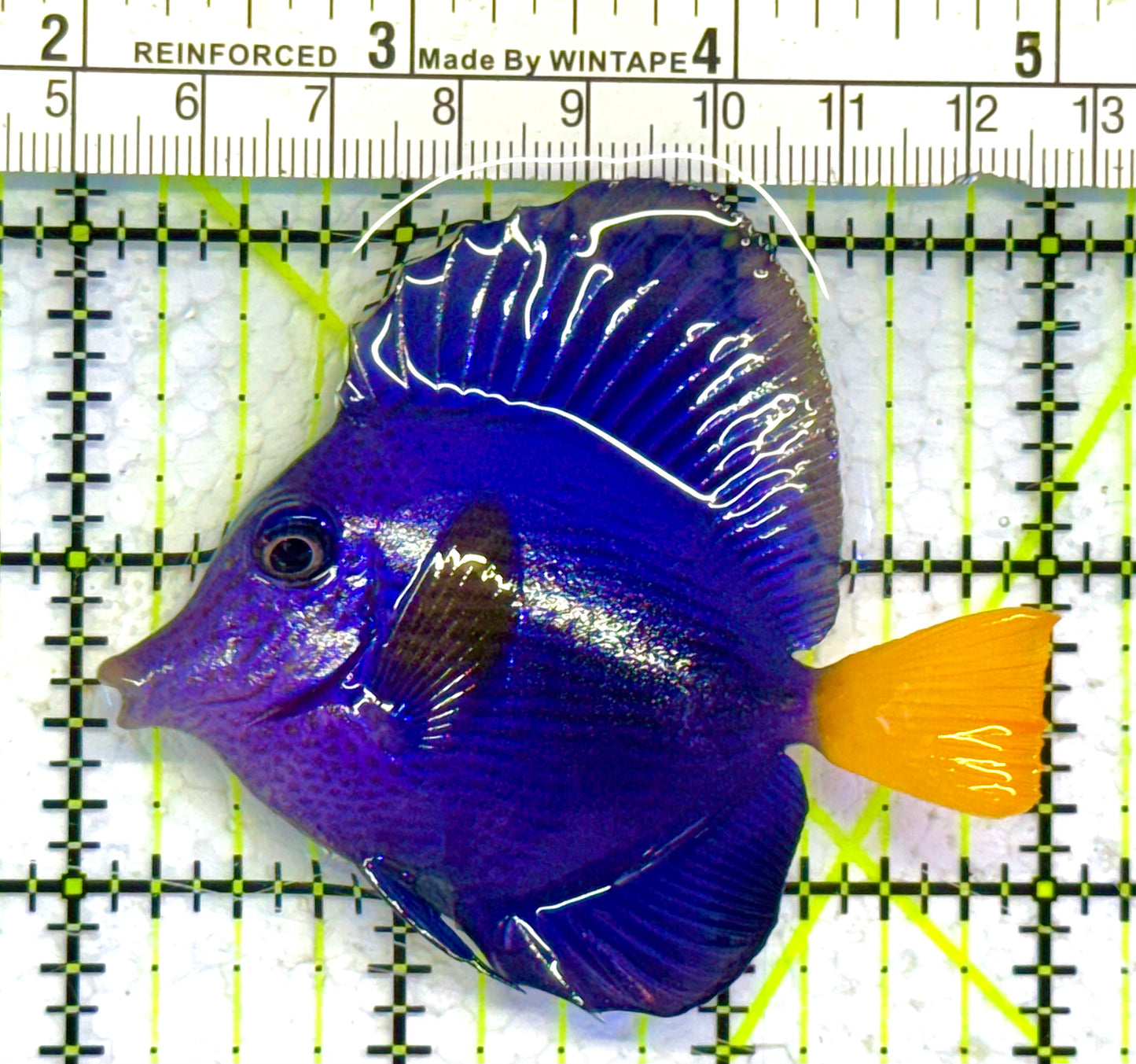Purple Tang PT041301 WYSIWYG Size: M 3" approx