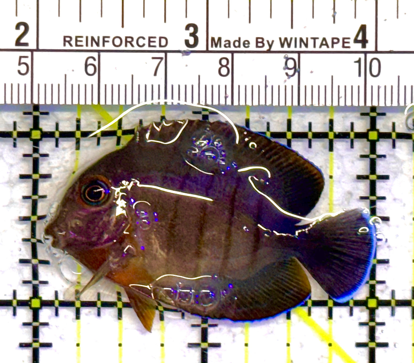 Eibli Mimic Tang EMT041601 WYSIWYG Size: Tiny 2" approx
