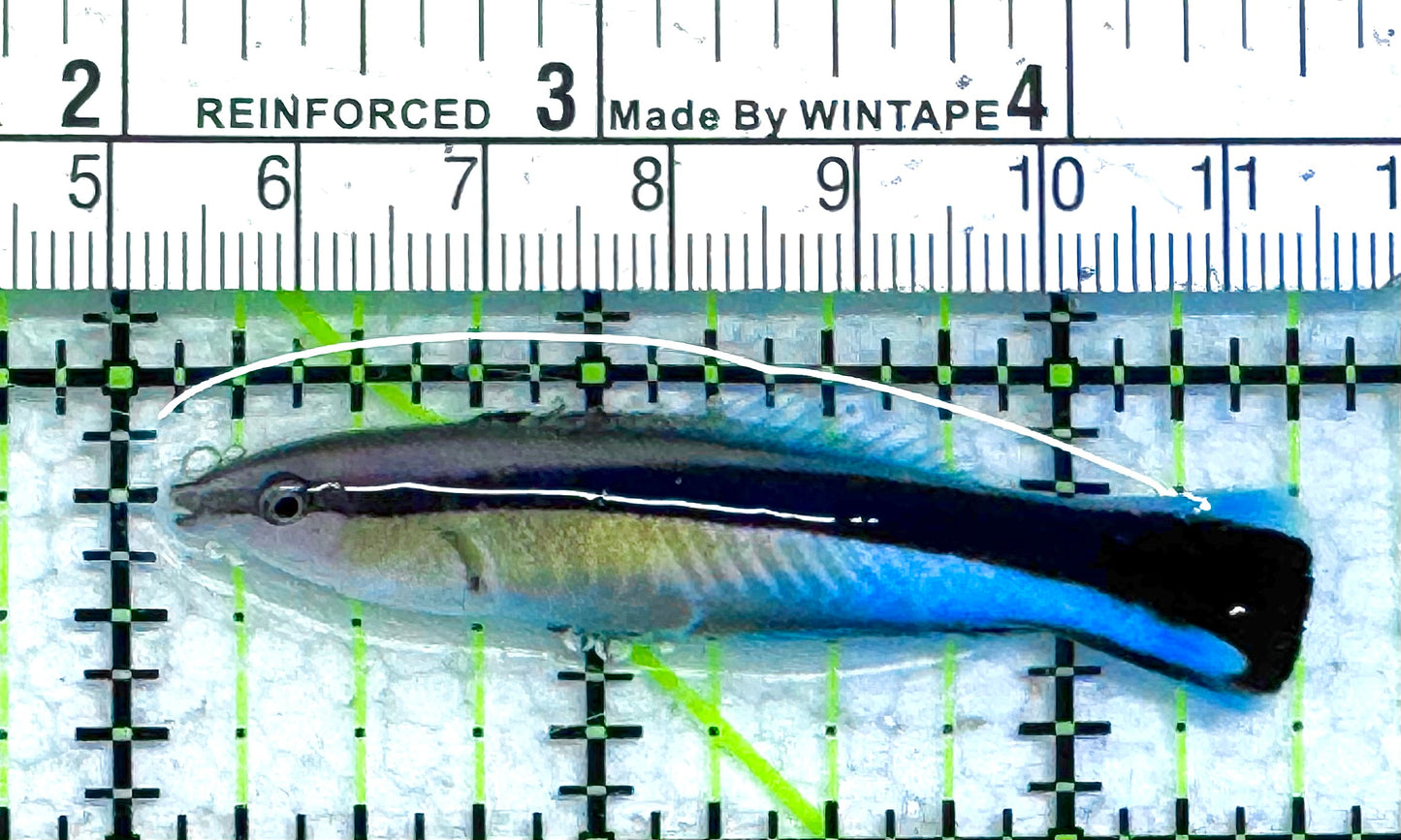 Blue Cleaner Wrasse BCW041302 WYSIWYG Size: XL 2.5" approx