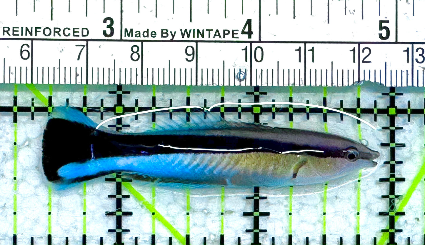 Blue Cleaner Wrasse BCW041302 WYSIWYG Size: XL 2.5" approx