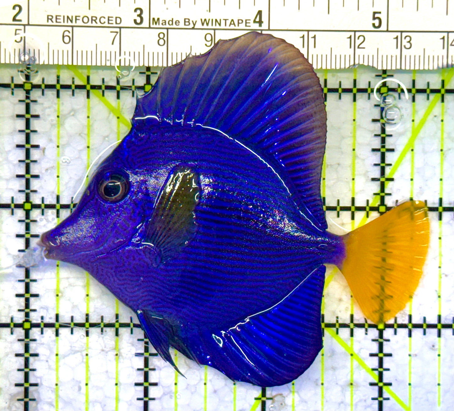 Purple Tang PT041302 WYSIWYG Size: M 3.5" approx