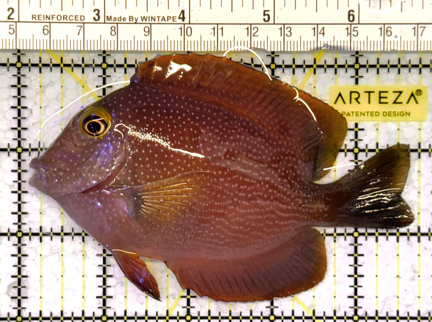 Yellow Eye Kole Tang (Spotted) YEKT041302 WYSIWYG Size: L 4.75" approx