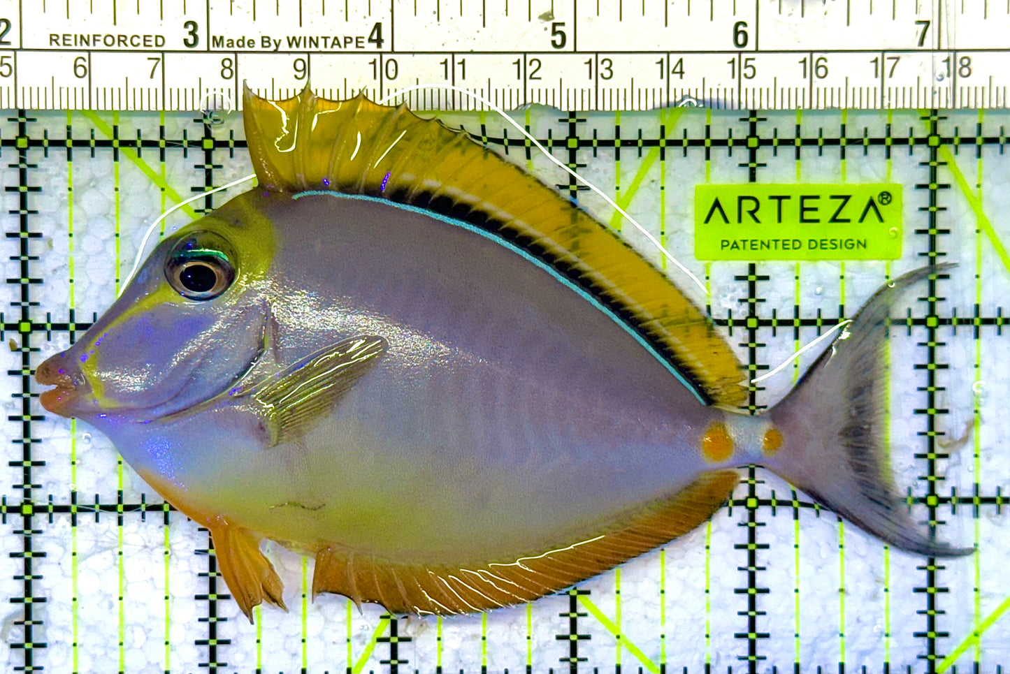 Blonde Naso Tang (Maldives Special Grade) NT041305 WYSIWYG Size: L 5" approx