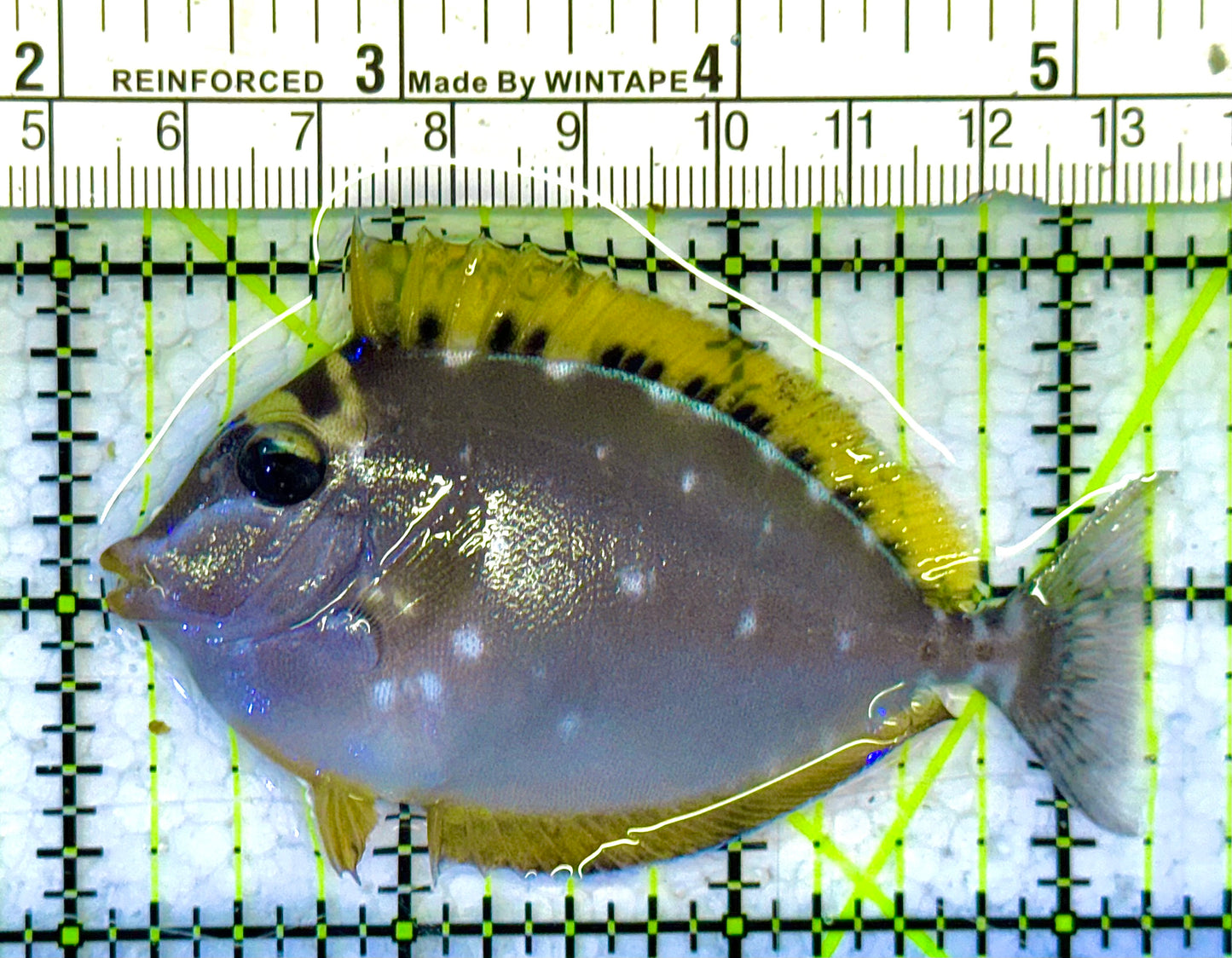 Blonde Naso Tang (Maldives Special Grade) NT041306 WYSIWYG Size: M 3.25" approx