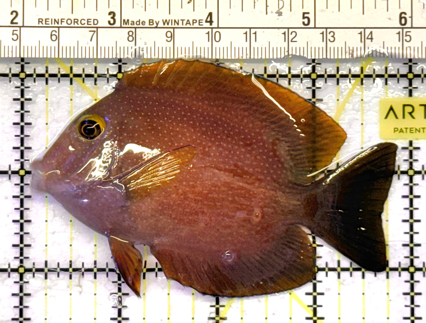 Yellow Eye Kole Tang (Spotted) YEKT041303 WYSIWYG Size: L 4" approx