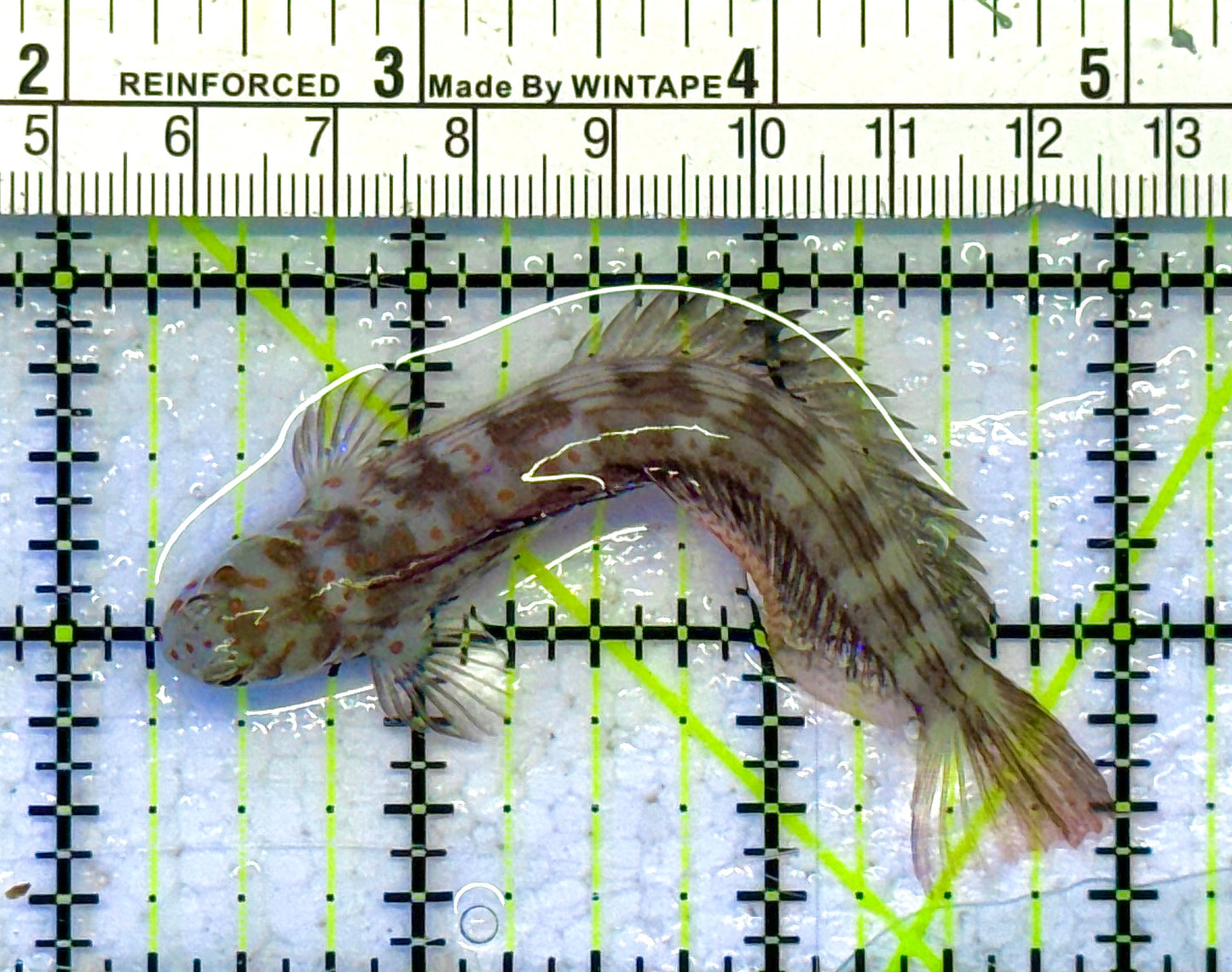 Orange Spotted Blenny (Maldives) OSB041301 WYSIWYG Size: 3" approx