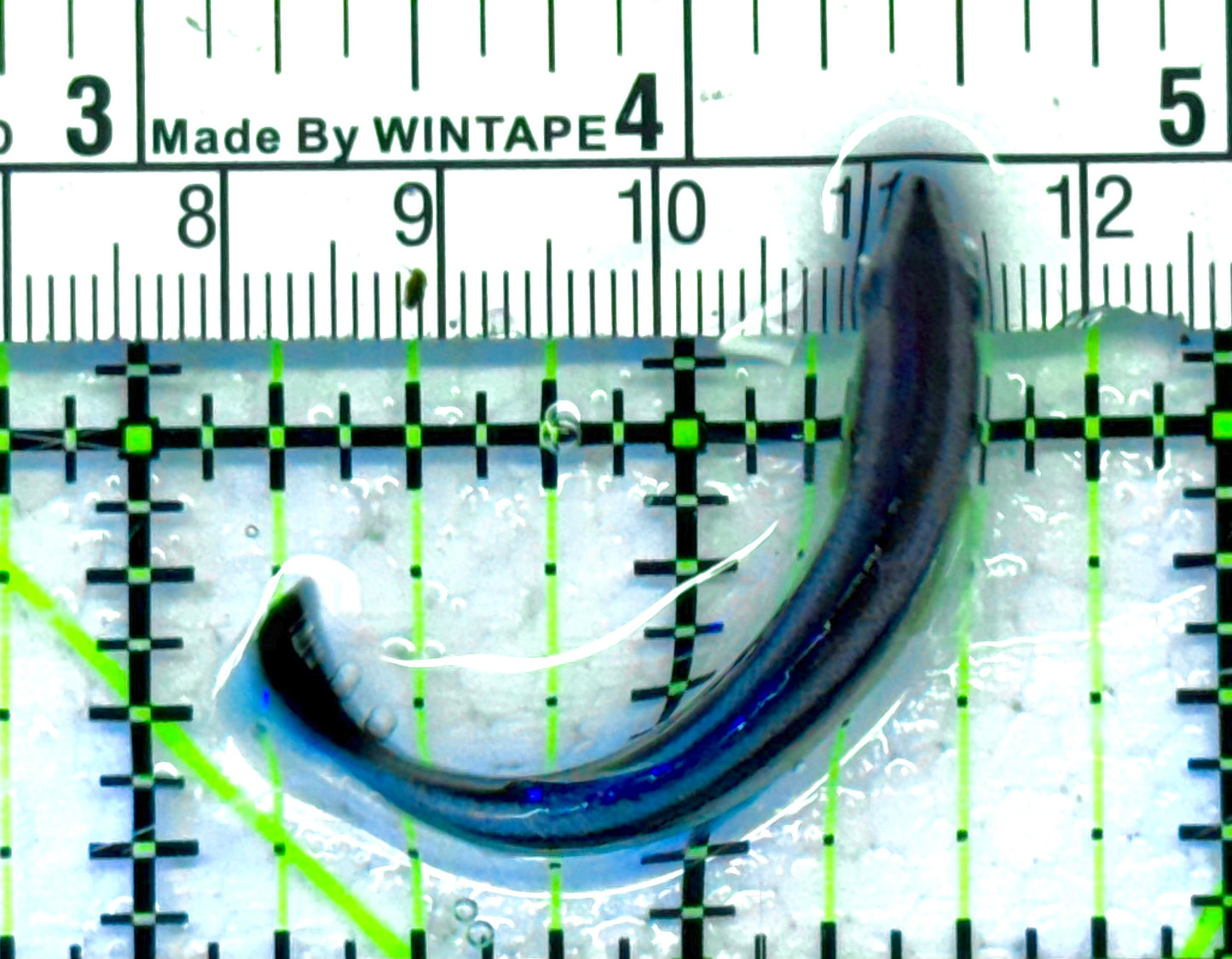 Blue Cleaner Wrasse BCW041304 WYSIWYG Size: XL 2" approx