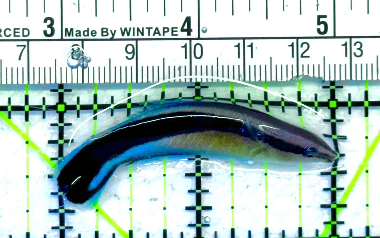 Blue Cleaner Wrasse BCW041304 WYSIWYG Size: XL 2" approx