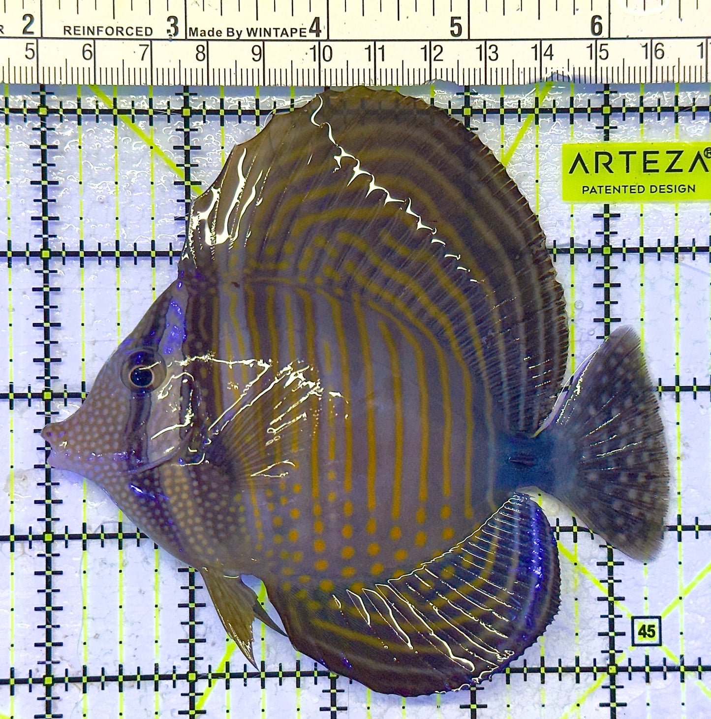 Desjardini Tang (Red Sea Sailfin Tang) DT041302 WYSIWYG Size: L 4.5" approx