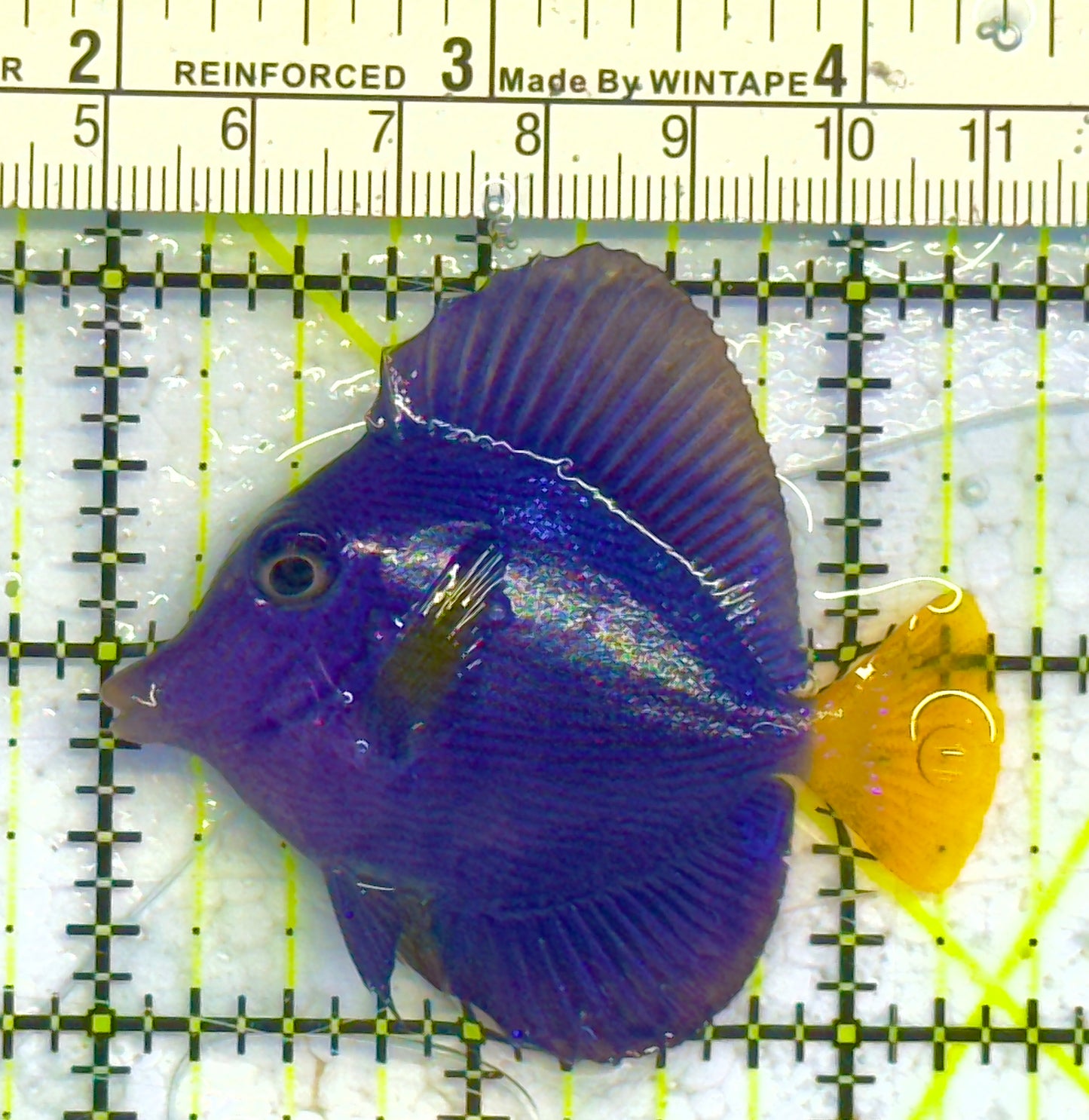 Purple Tang PT041303 WYSIWYG Size: S 2.5" approx
