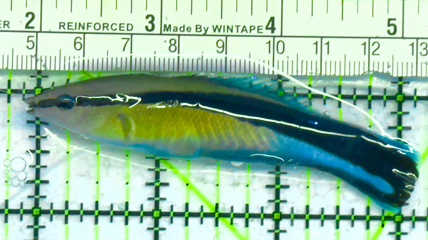 Blue Cleaner Wrasse BCW041303 WYSIWYG Size: XXL 3" approx