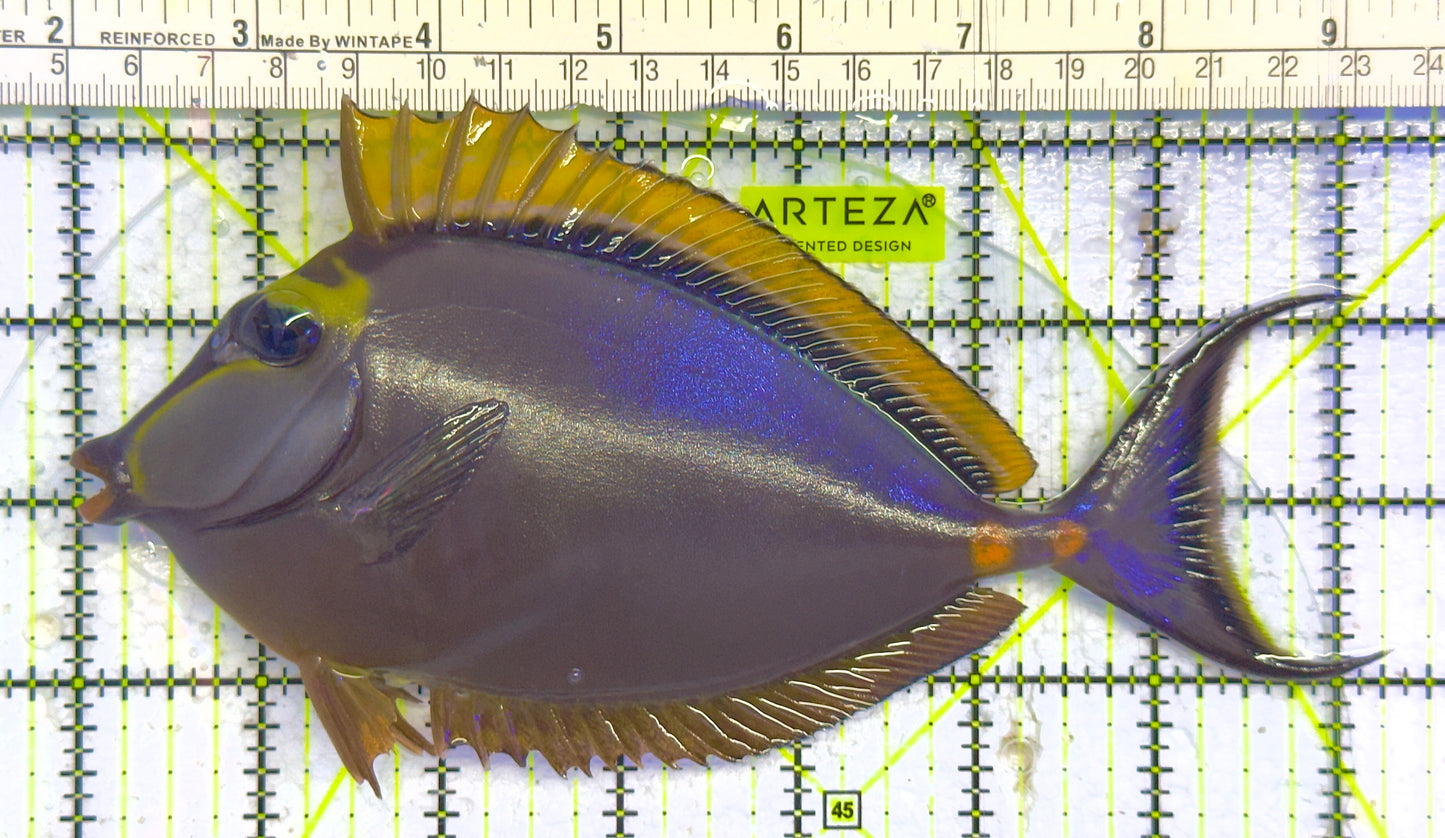 Blonde Naso Tang (Maldives Special Grade) NT041307 WYSIWYG Size: XL 7.25" approx
