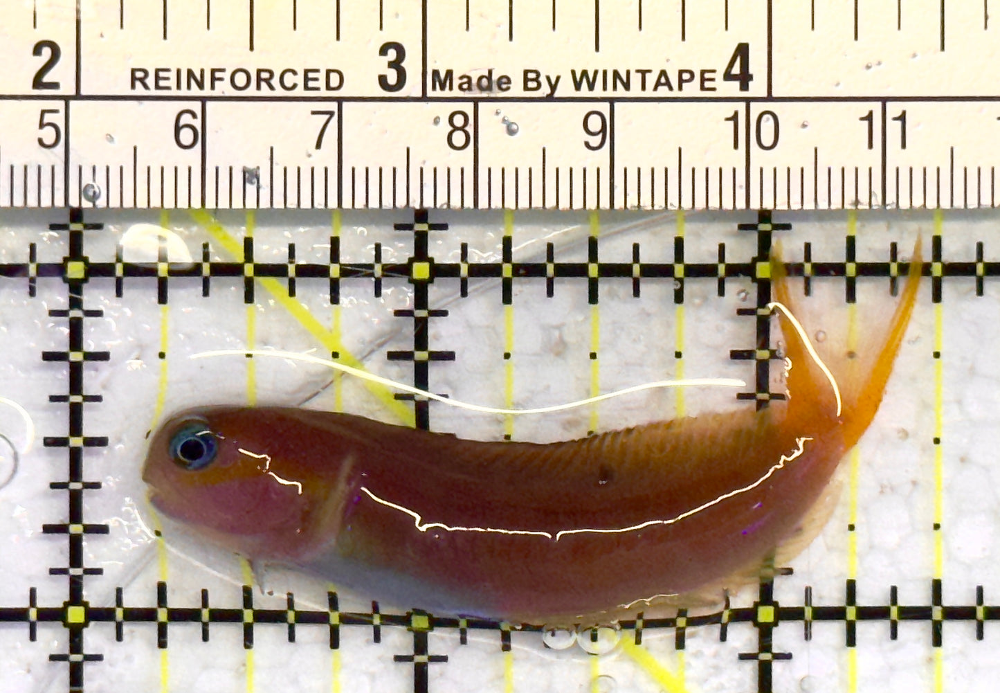 Golden Midas Blenny Africa GMBA041301 WYSIWYG Size: M 2.5" approx