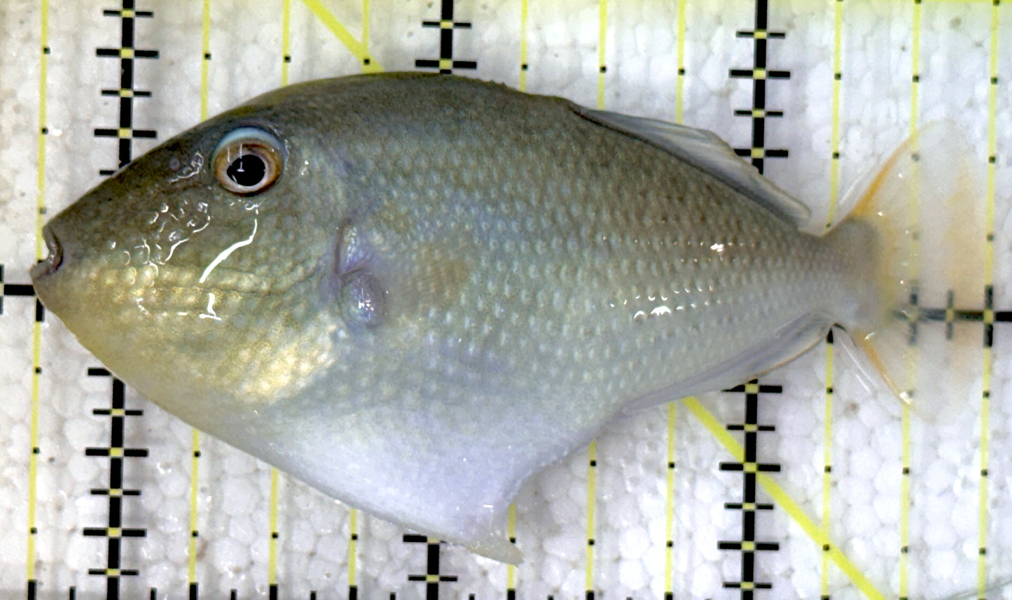 Goldenback Triggerfish (Juvenile) GT052103 WYSIWYG Size: M 3" approx
