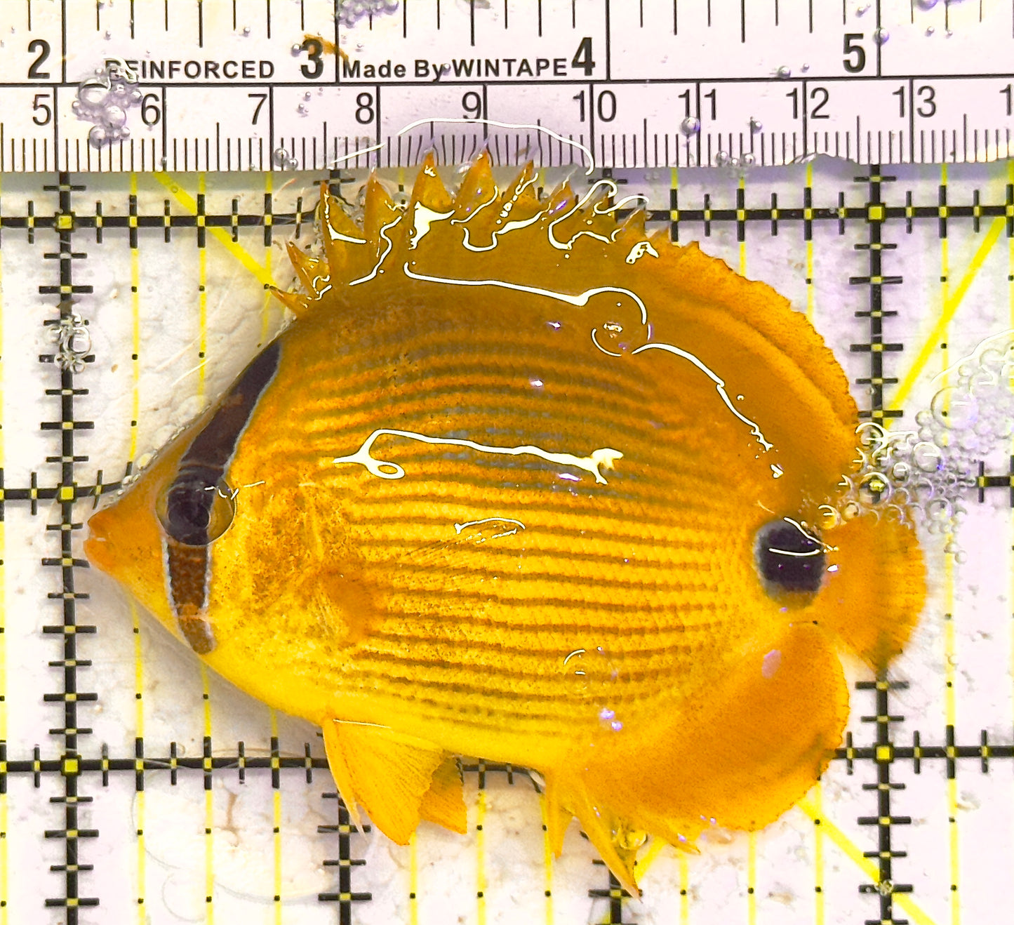 Bluespot Plebius Butterflyfish GB041301 WYSIWYG Size: M 3.25" approx