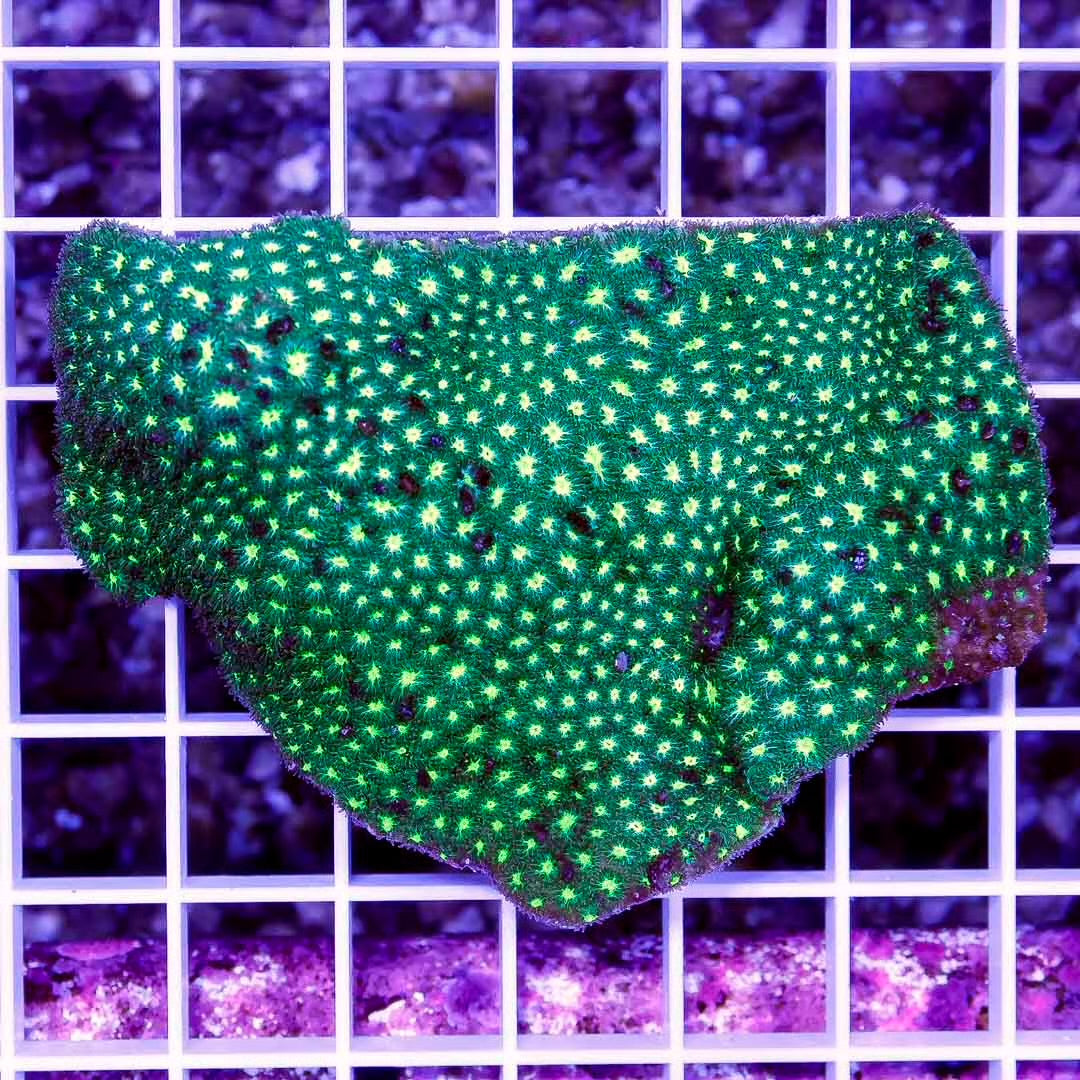 Aussie Neon Montipora Mother Colony ANMMC032701 WYSIWYG