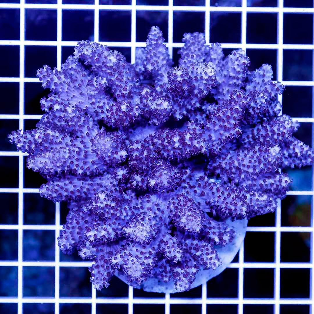 Indo Colt Coral Mother Colony ICCMC032705 WYSIWYG
