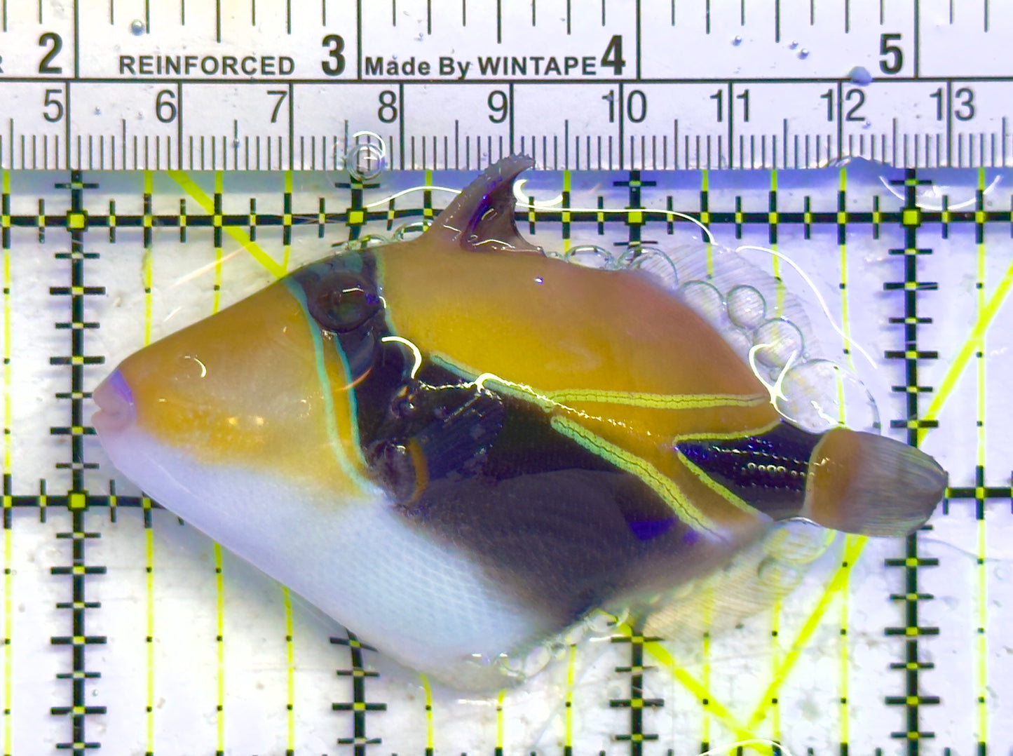 Bursa Triggerfish BT041301 WYSIWYG Size: ML 3" approx