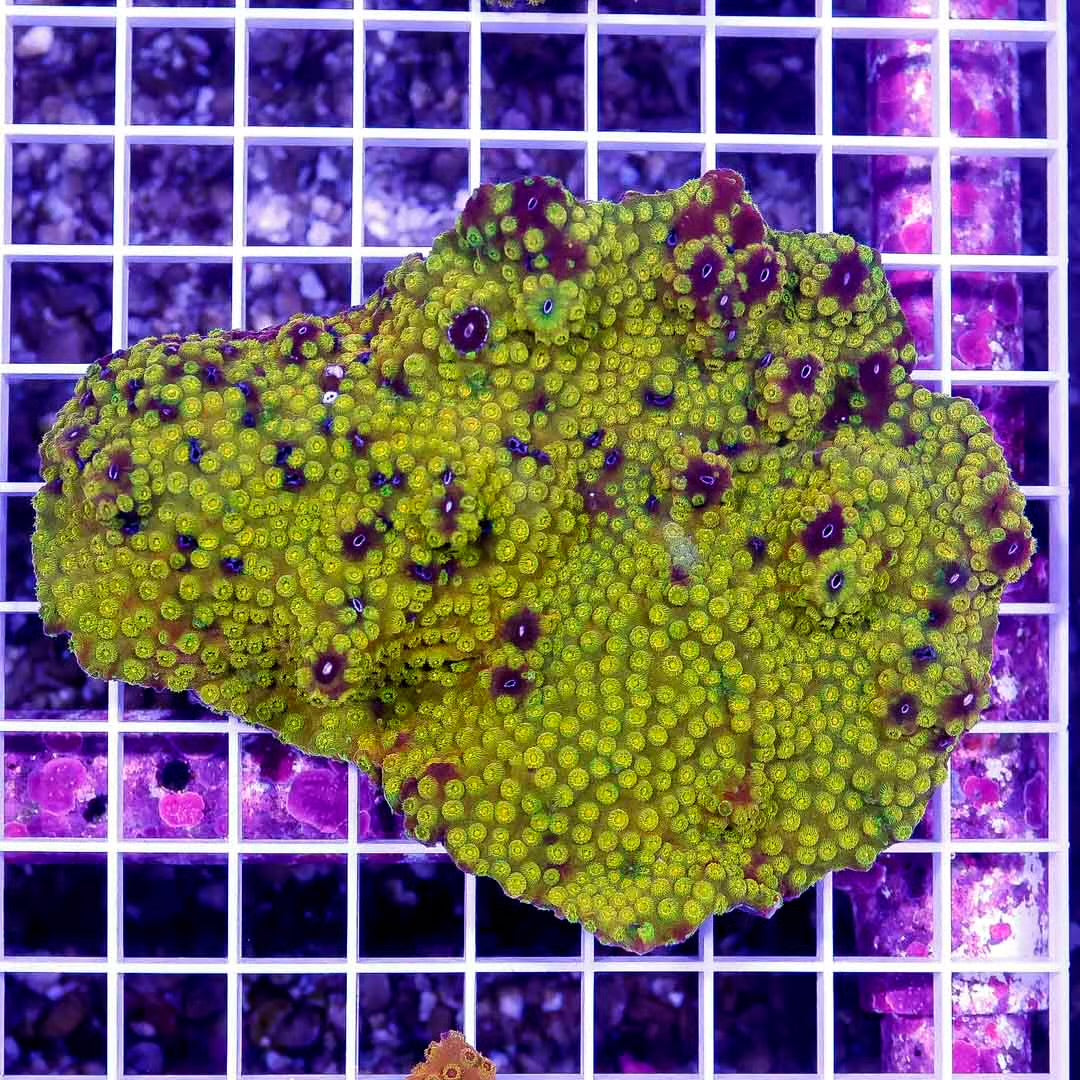 Aussie Toxic Cyphastrea Mother Colony ATCMC032701 WYSIWYG