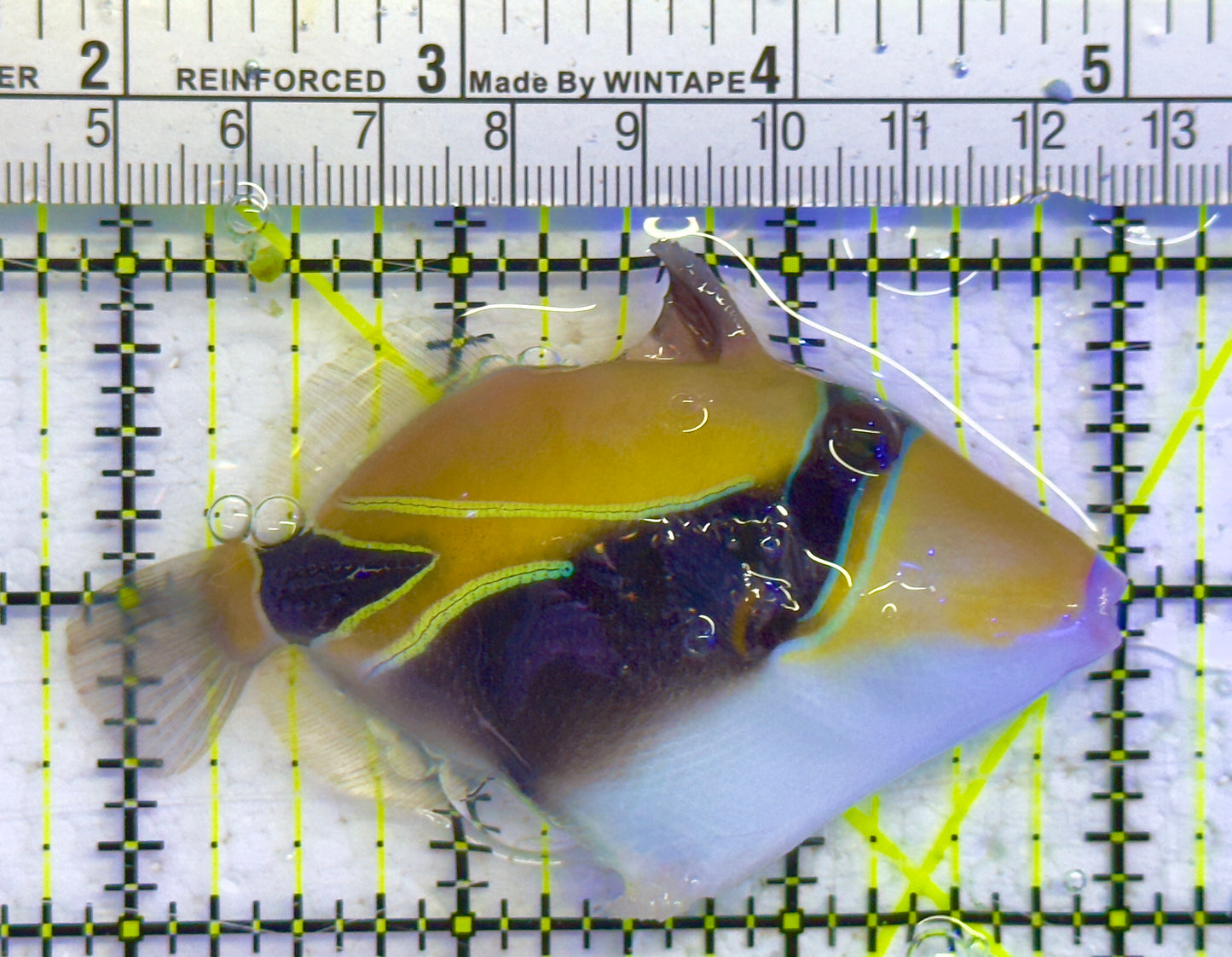 Bursa Triggerfish BT041301 WYSIWYG Size: ML 3" approx