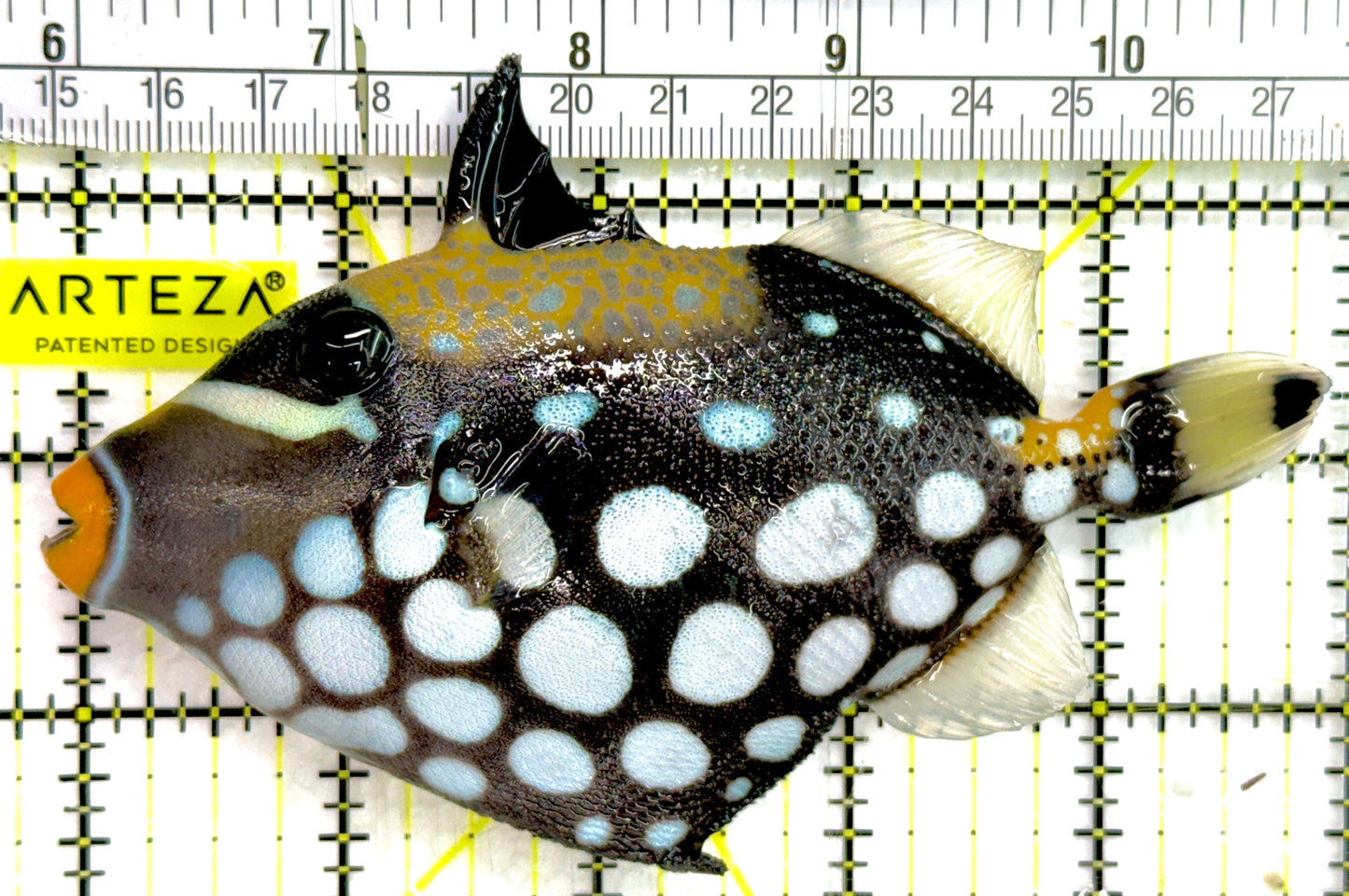 Clown Triggerfish CT052102 WYSIWYG Size: ML 5" approx
