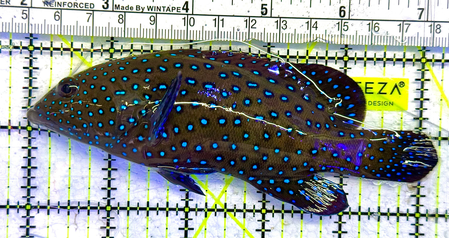 Argus Grouper AG041301 WYSIWYG Size: L 5.25" approx