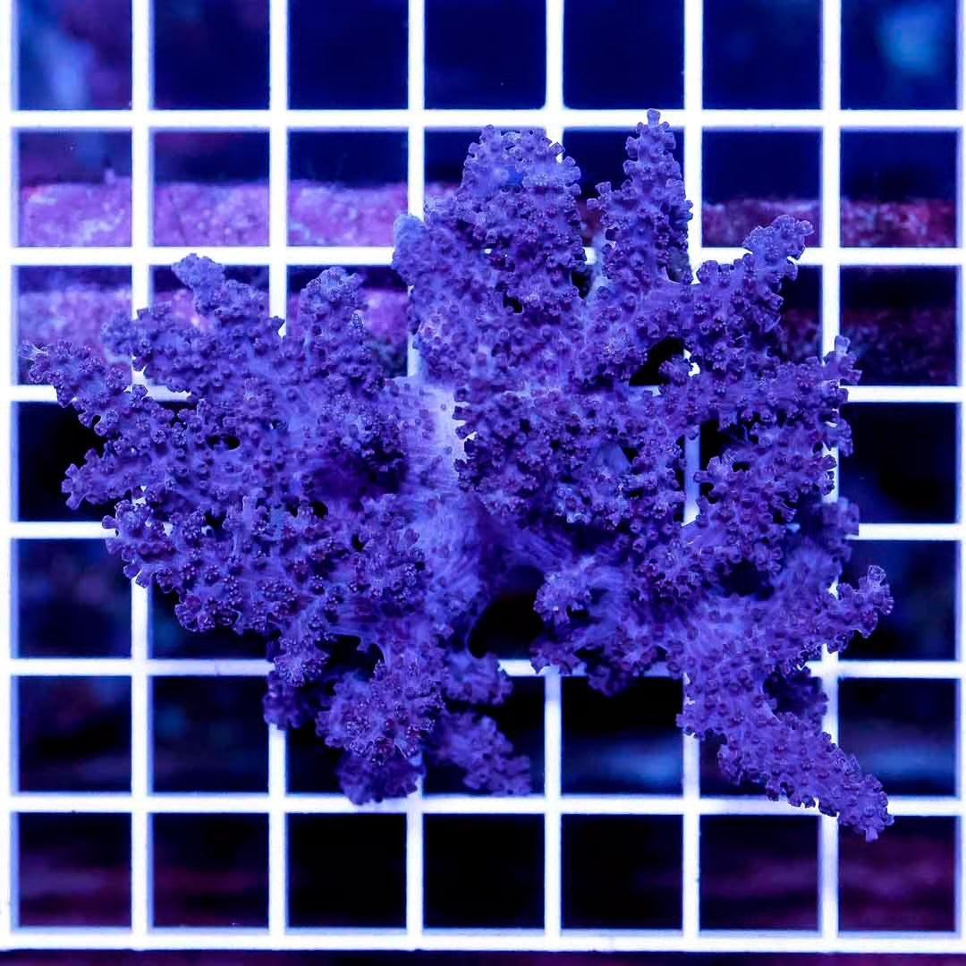 Indo Colt Coral Mother Colony ICCMC032708 WYSIWYG