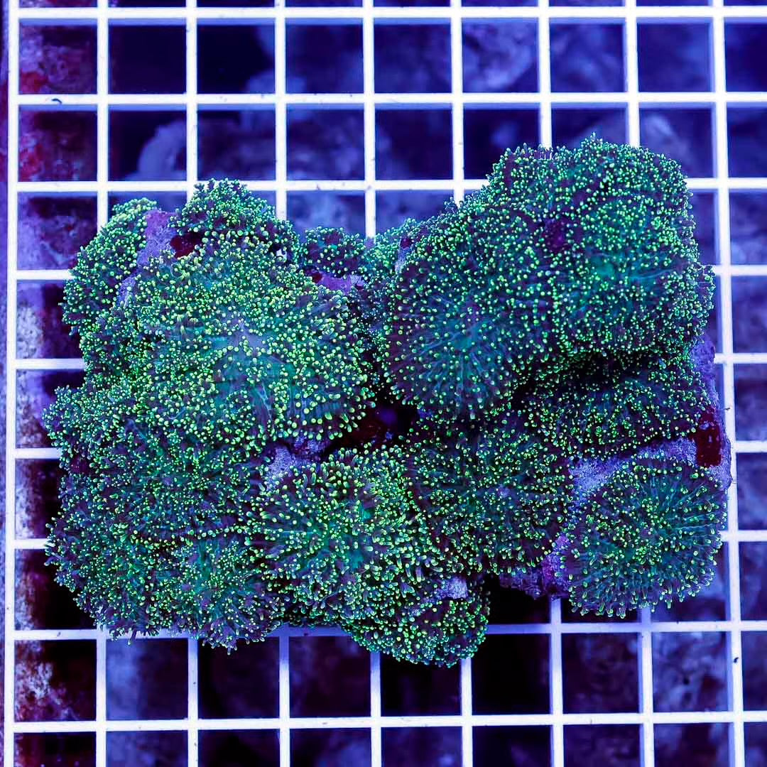 Indo Neon Hairy Green Mushroom Mother Colony INHGMMC032701 WYSIWYG