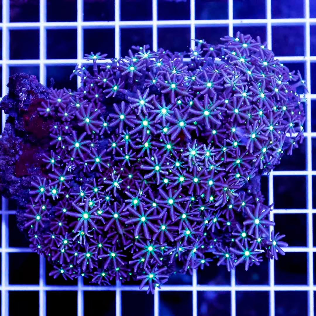 Indo Met Daisy Polyps Mother Colony IMDPMC032701 WYSIWYG