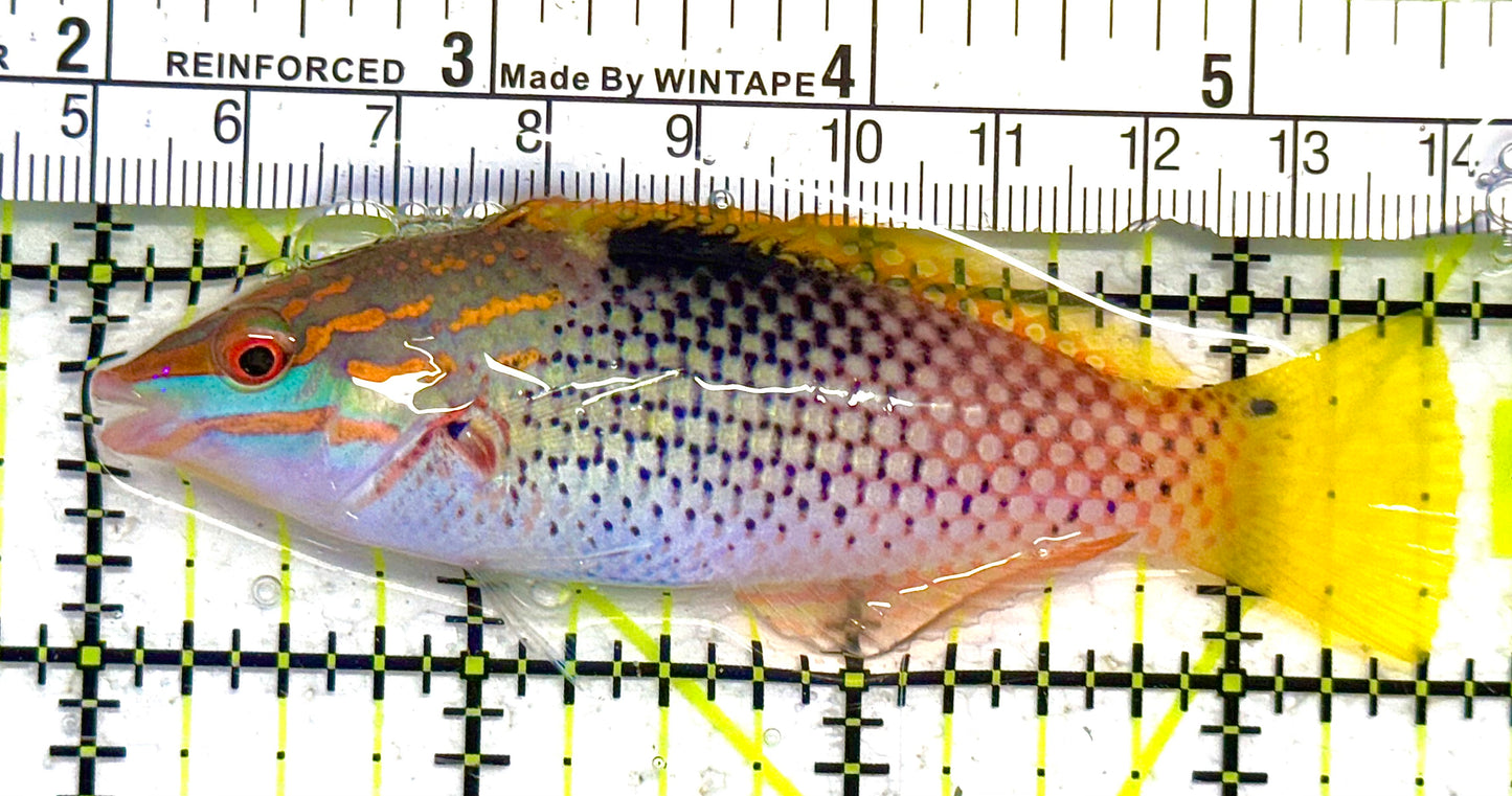 Checkerboard Wrasse CW041302 WYSIWYG Size: ML 3.75" approx