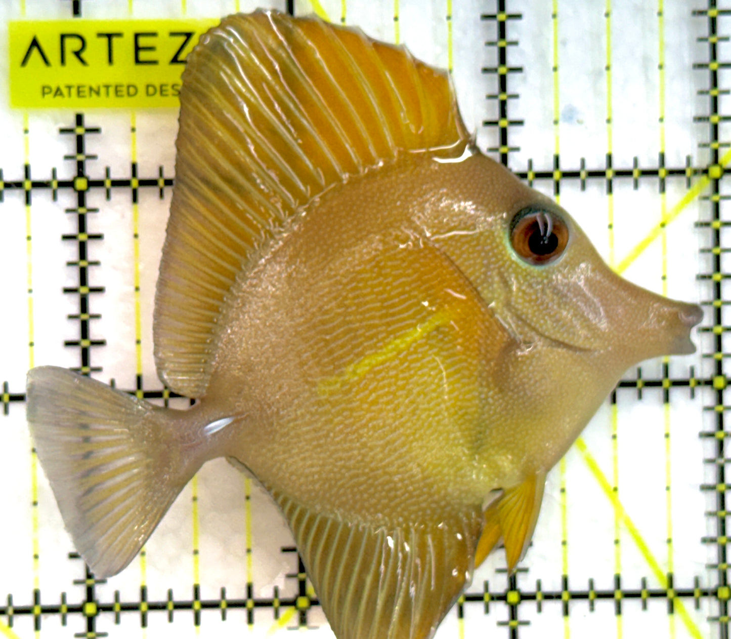 Rare Hybrid Yellow Mimic Scopas Tang RHYMST052101 WYSIWYG Size: L 3.25" approx