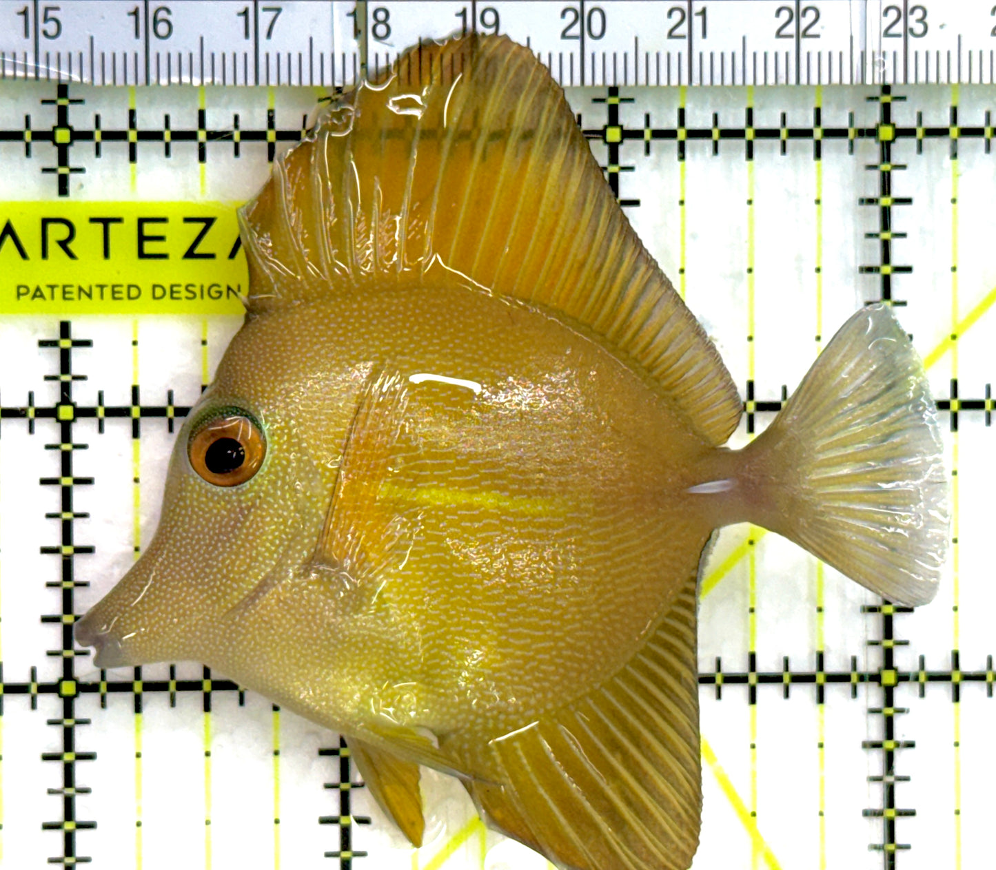 Rare Hybrid Yellow Mimic Scopas Tang RHYMST052101 WYSIWYG Size: L 3.25" approx