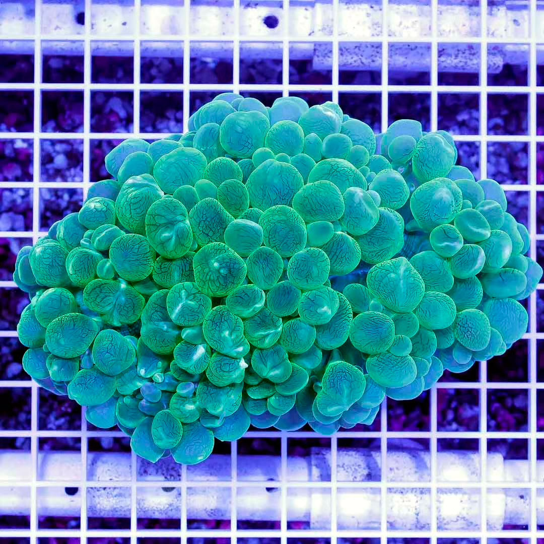 Aussie Neon Green Bubble Mother Colony ANGBMC032701 WYSIWYG