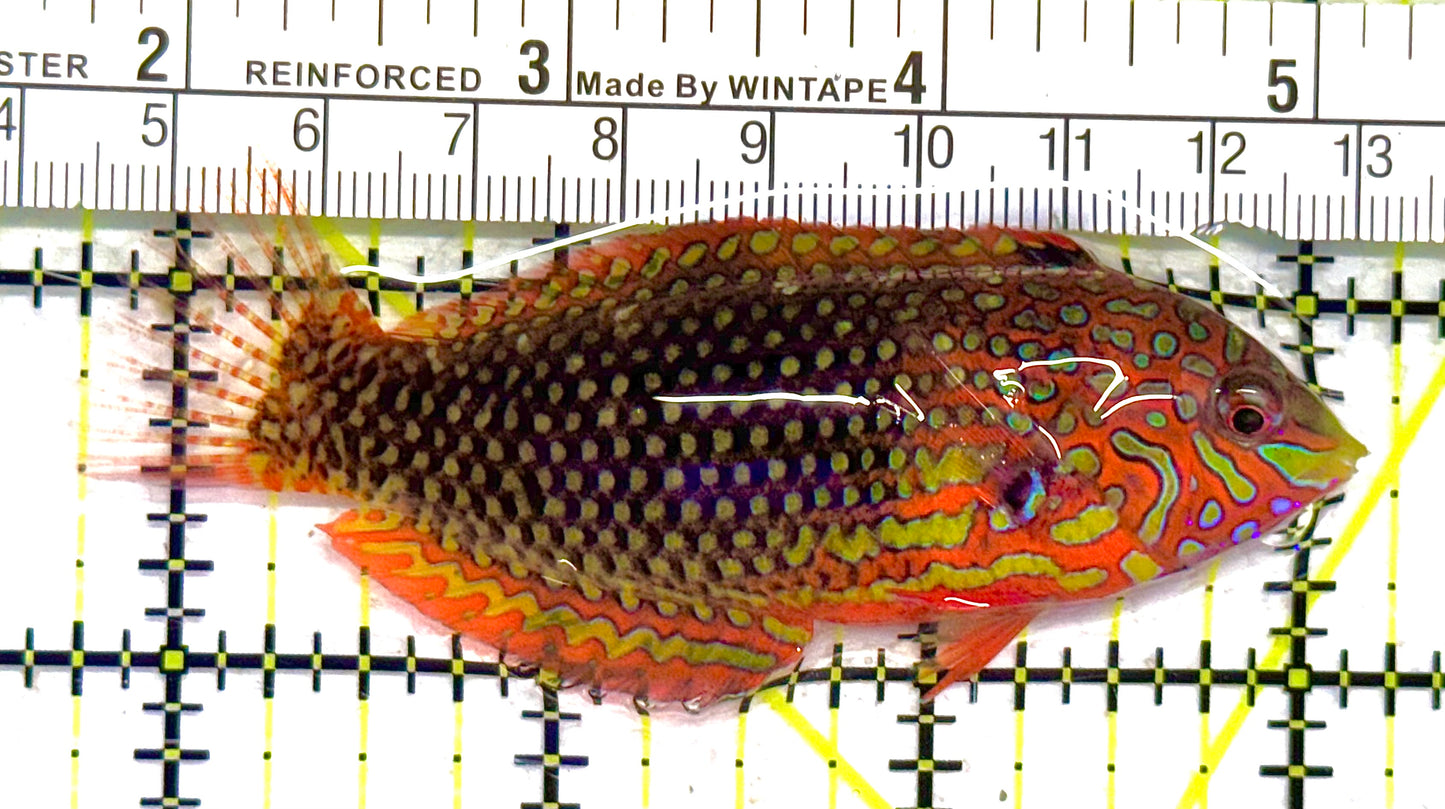 Ornate Leopard Wrasse OLW041301 WYSIWYG Size: XL 3.5" approx