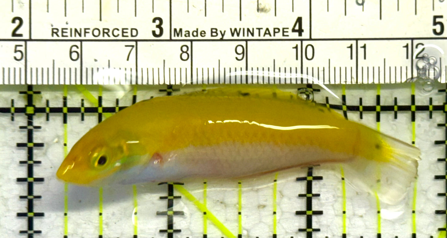 Yellow Coris Wrasse YCW041301 WYSIWYG Size: M 2.75" approx