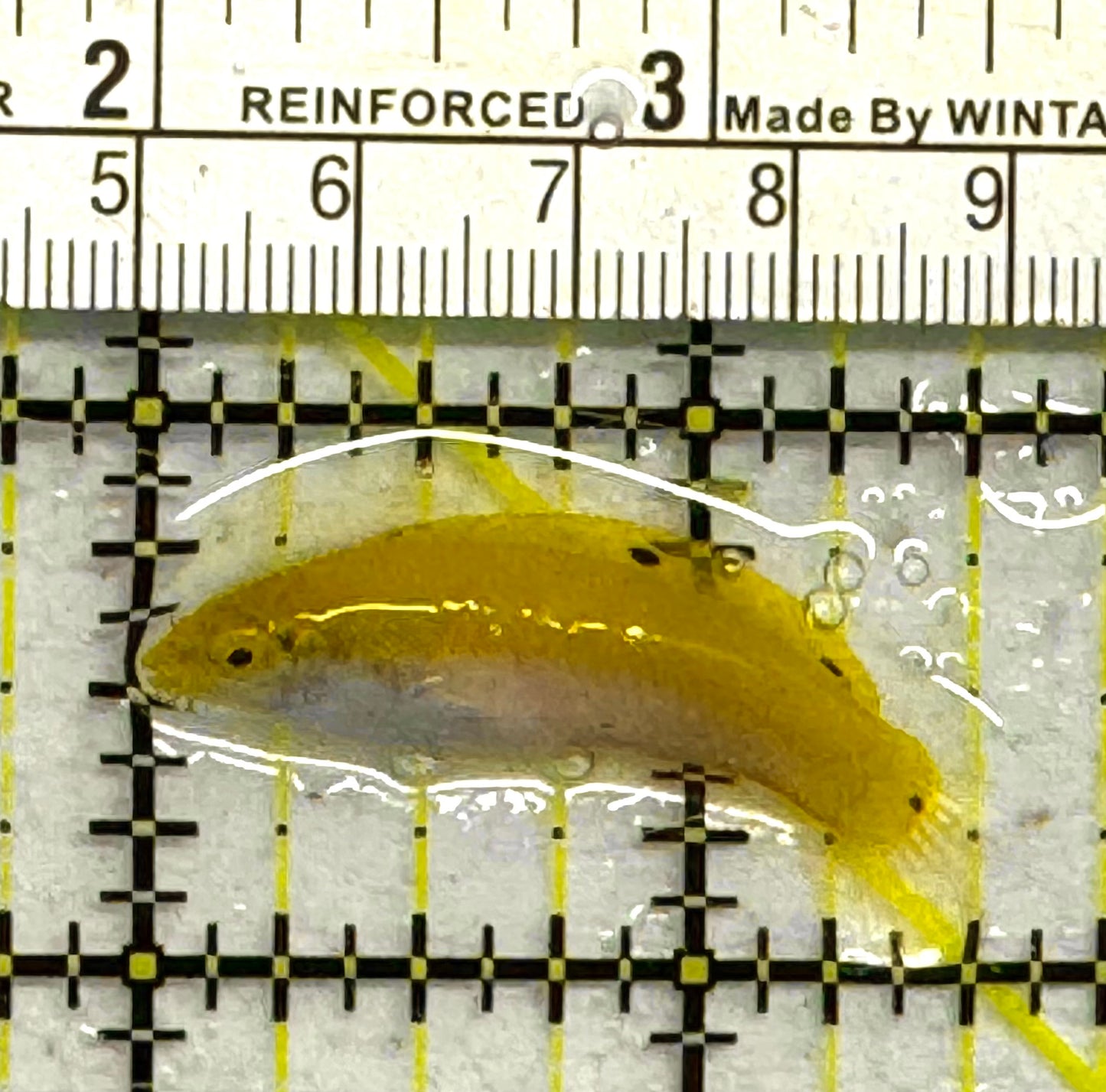Yellow Coris Wrasse YCW041302 WYSIWYG Size: M 1.75" approx