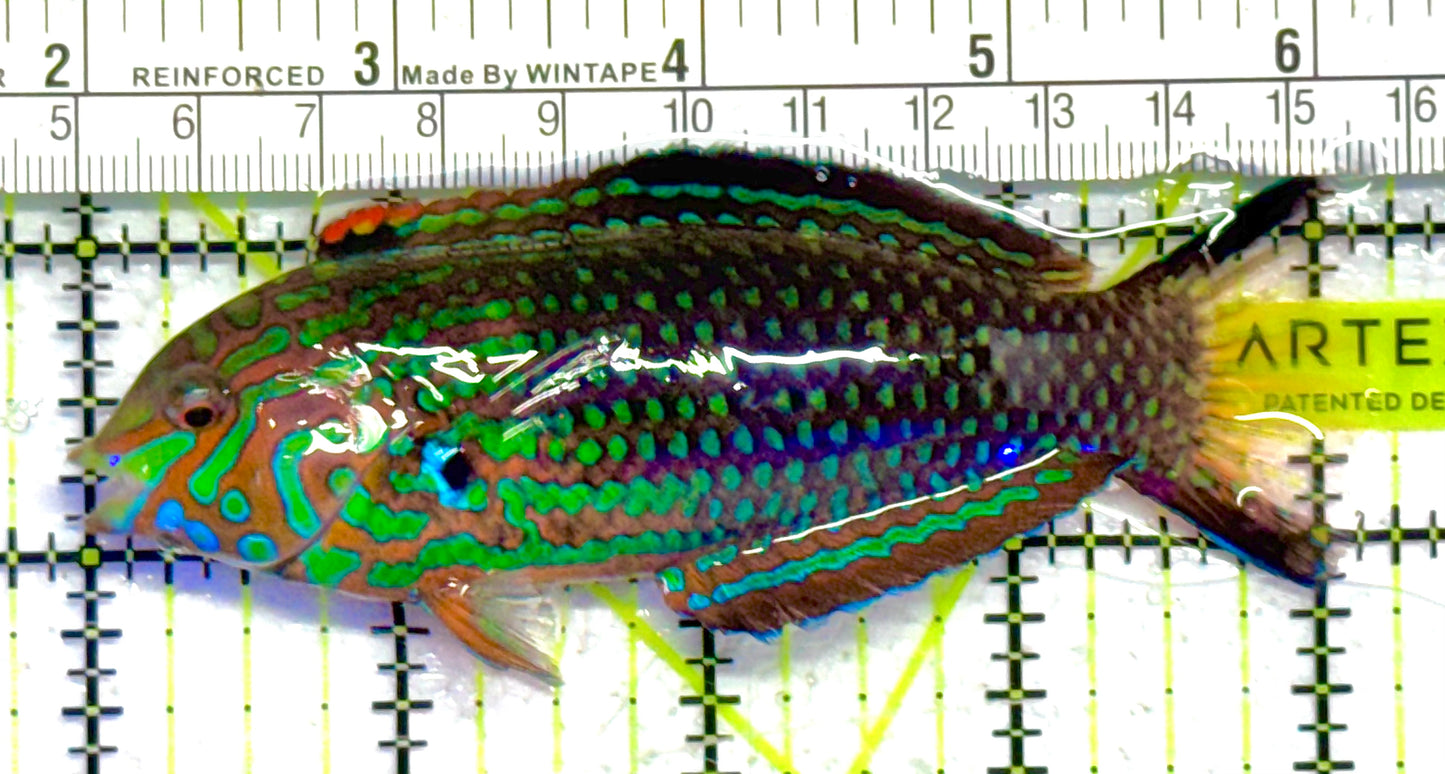 Supermale Meleagris Leopard Wrasse MW041301 WYSIWYG Size: XL 4" approx