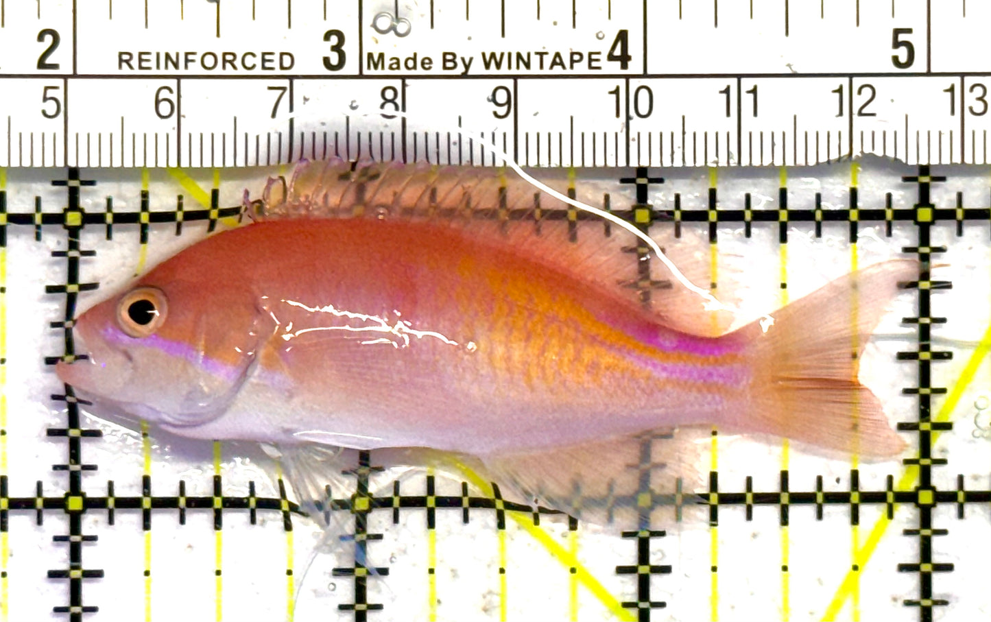Red Fairy Anthias Female RFAF041301 WYSIWYG Size: 3" approx