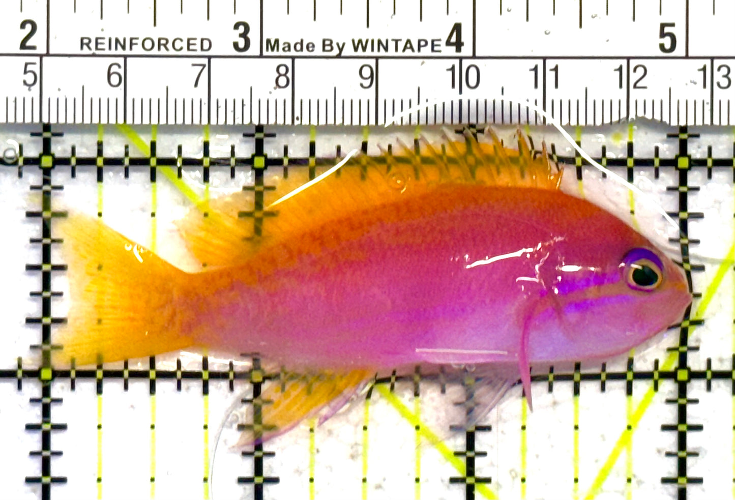 Bimaculatus Anthias Female BAF041301 WYSIWYG Size: M 3.25" approx