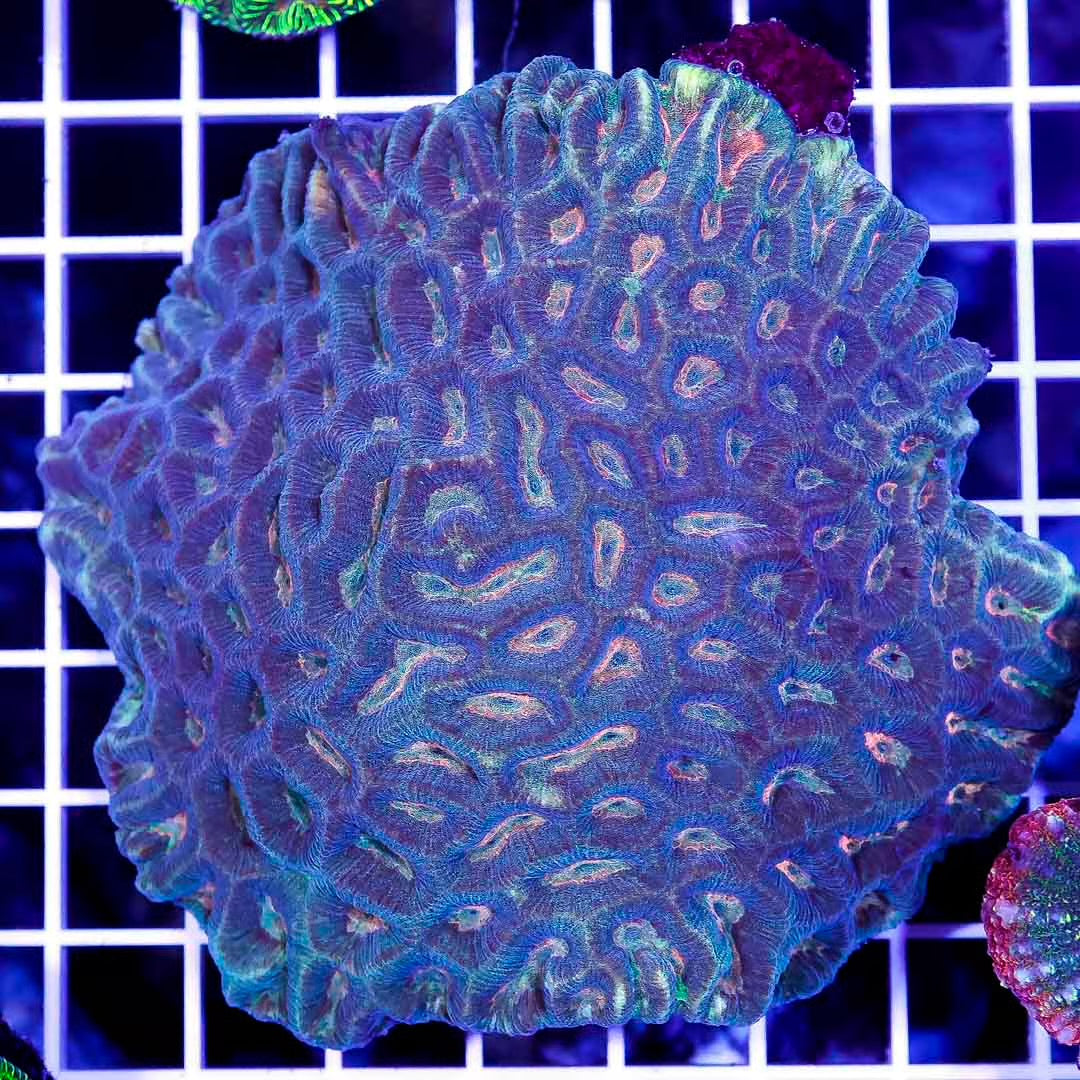 Aussie Ultra Platygyra Mother Colony AUPMC032702 WYSIWYG