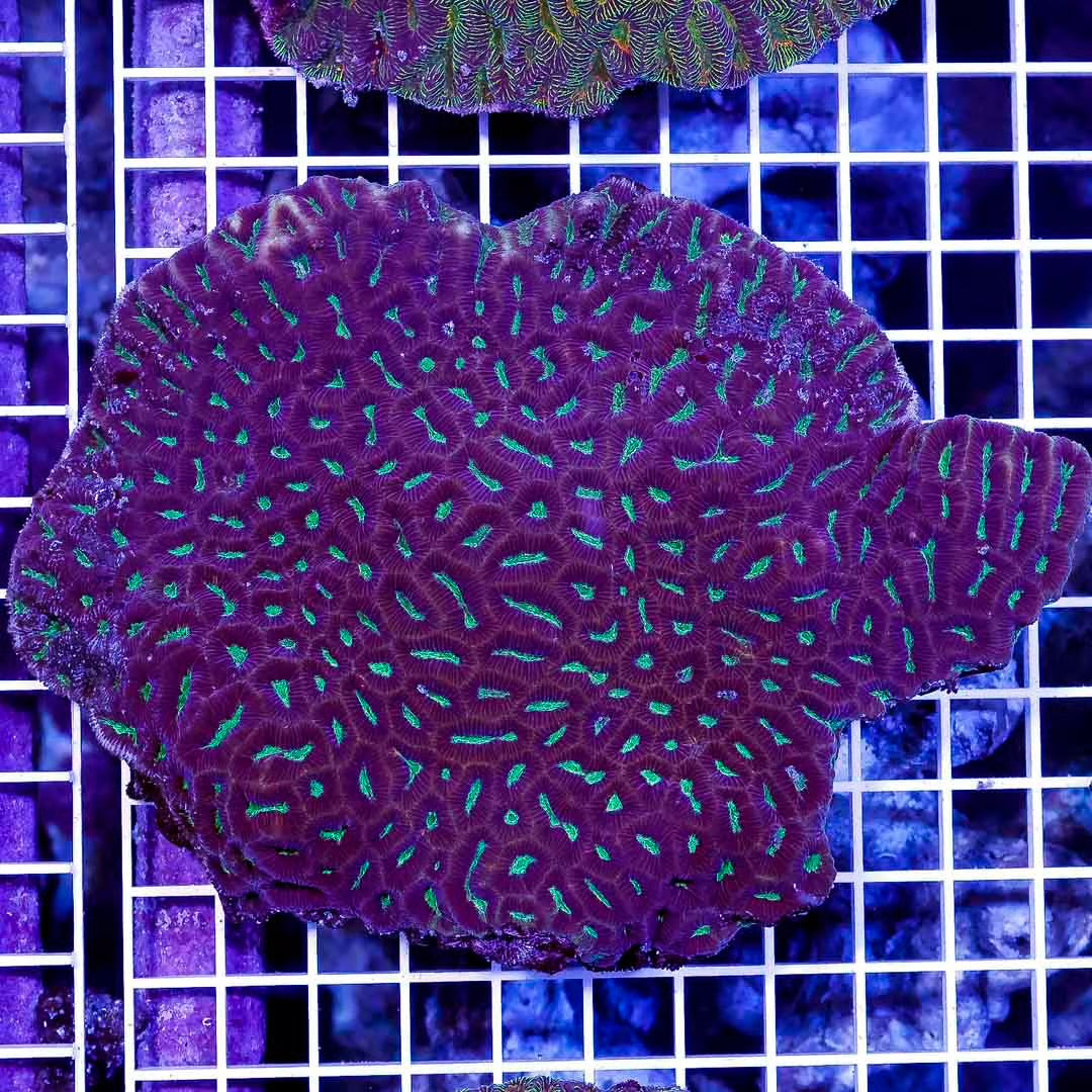 Aussie Neon Platygyra Mother Colony ANPMC032702 WYSIWYG