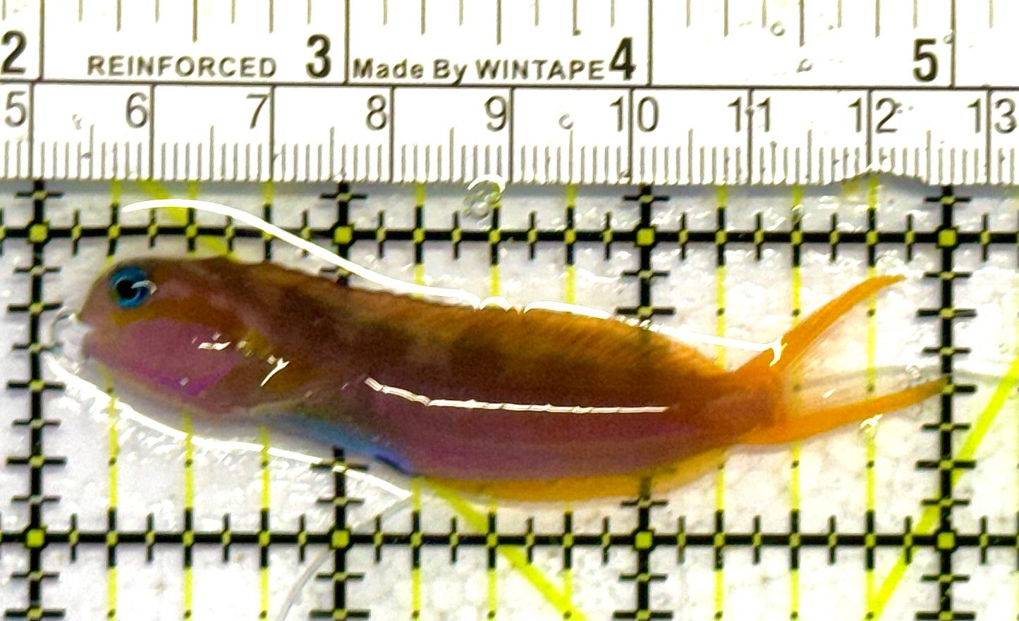 Golden Midas Blenny Africa GMBA041302 WYSIWYG Size: M 3" approx