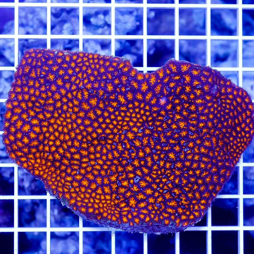 Aussie Neon Lepthastrea Mother Colony ANLMC032701 WYSIWYG