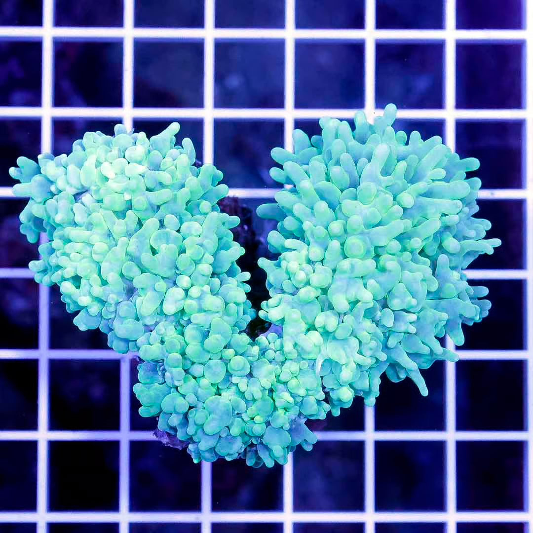Indo Neon Pearl Bubble Coral Mother Colony INPBCMC032701 WYSIWYG